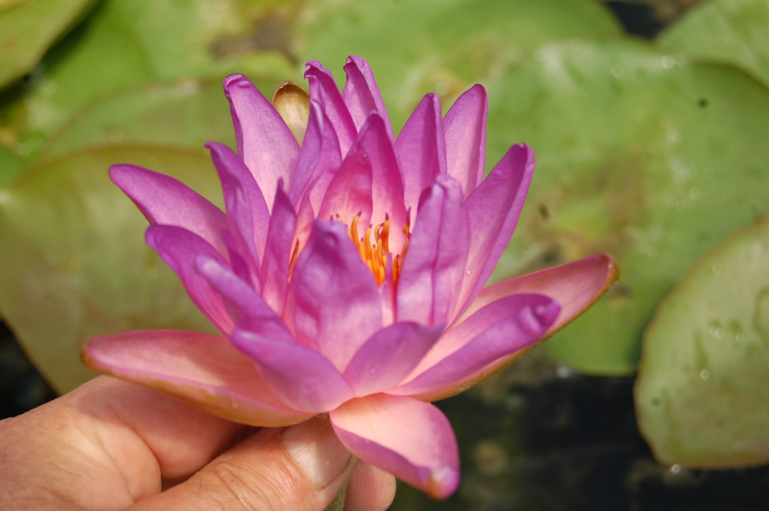 acheter nymphaea Fay Mac Donald for sale buy on line (33)