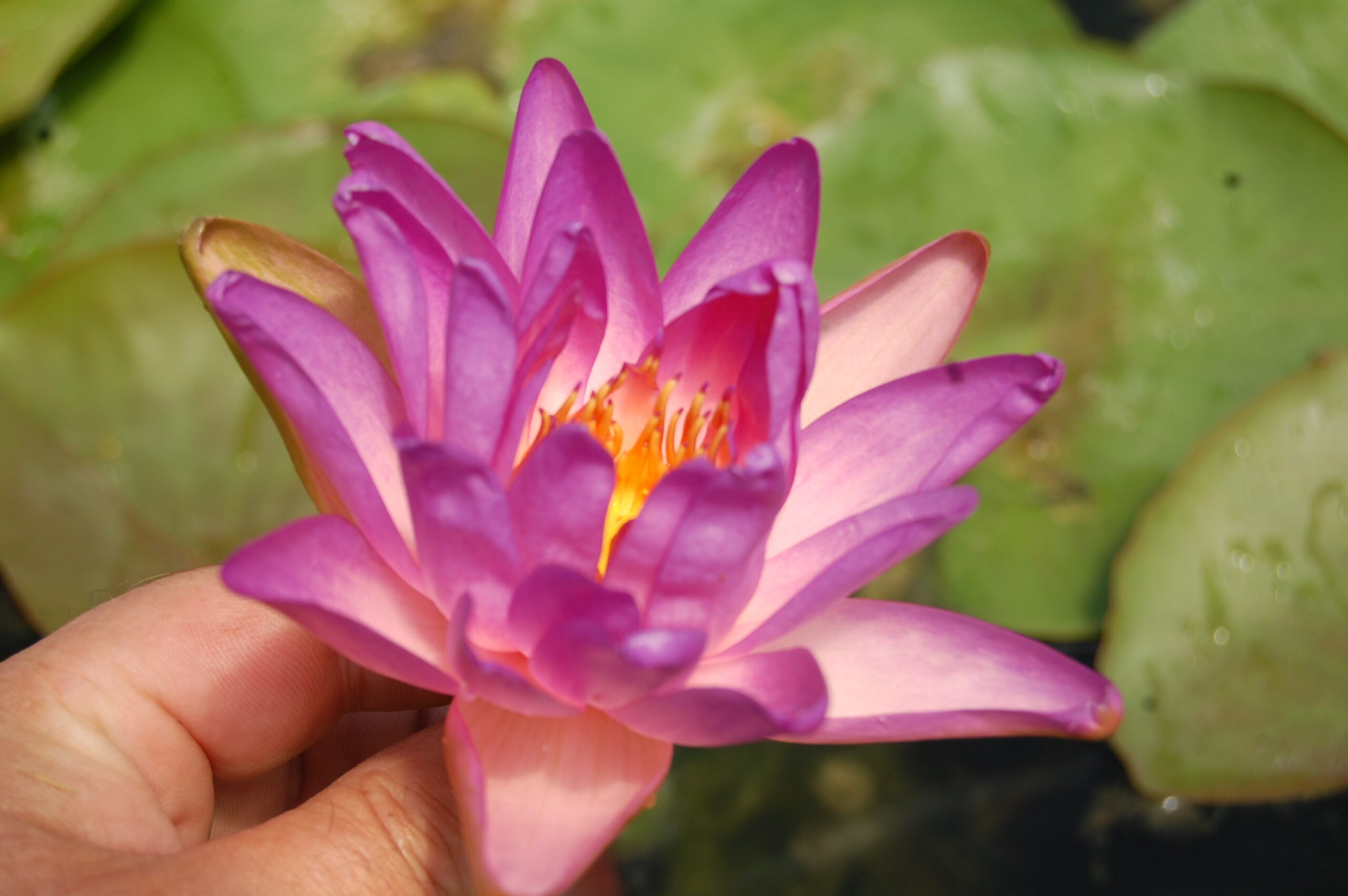 acheter nymphaea Fay Mac Donald for sale buy on line (34)