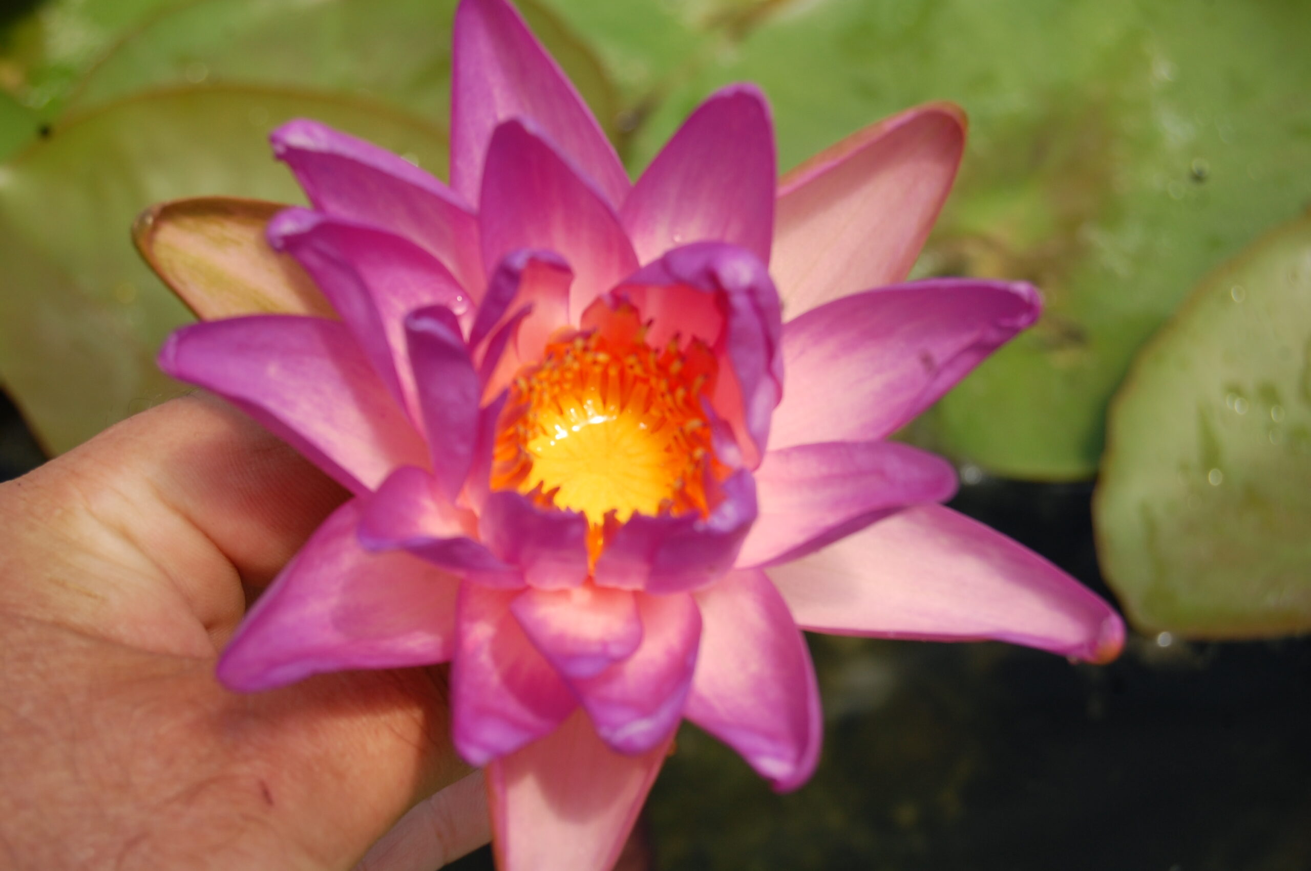 acheter nymphaea Fay Mac Donald for sale buy on line (36)