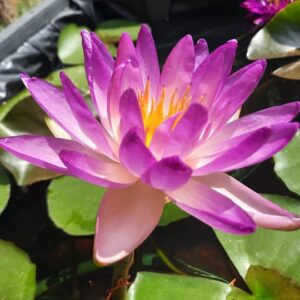 acheter nymphaea Fay Mac Donald for sale buy on line (4)