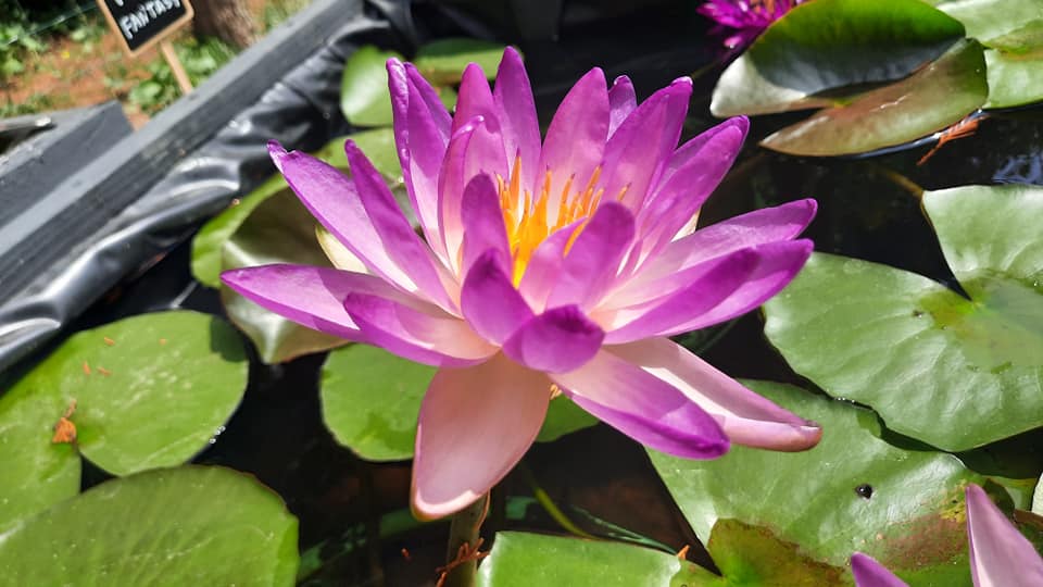 acheter nymphaea Fay Mac Donald for sale buy on line (4)