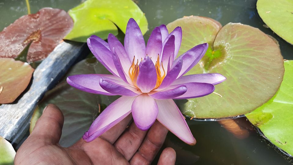 acheter nymphaea Fay Mac Donald for sale buy on line (5)