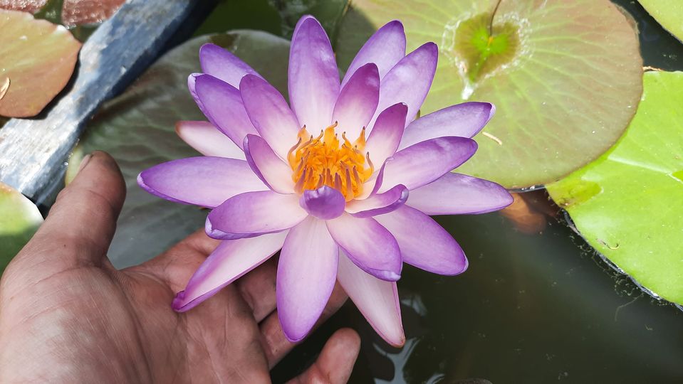 acheter nymphaea Fay Mac Donald for sale buy on line (6)