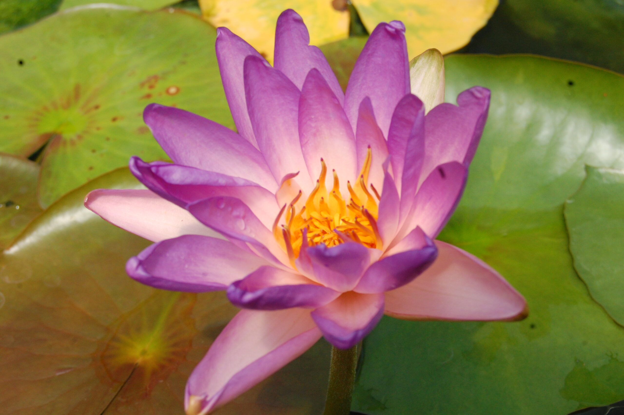 acheter nymphaea Fay Mac Donald for sale buy on line (7)
