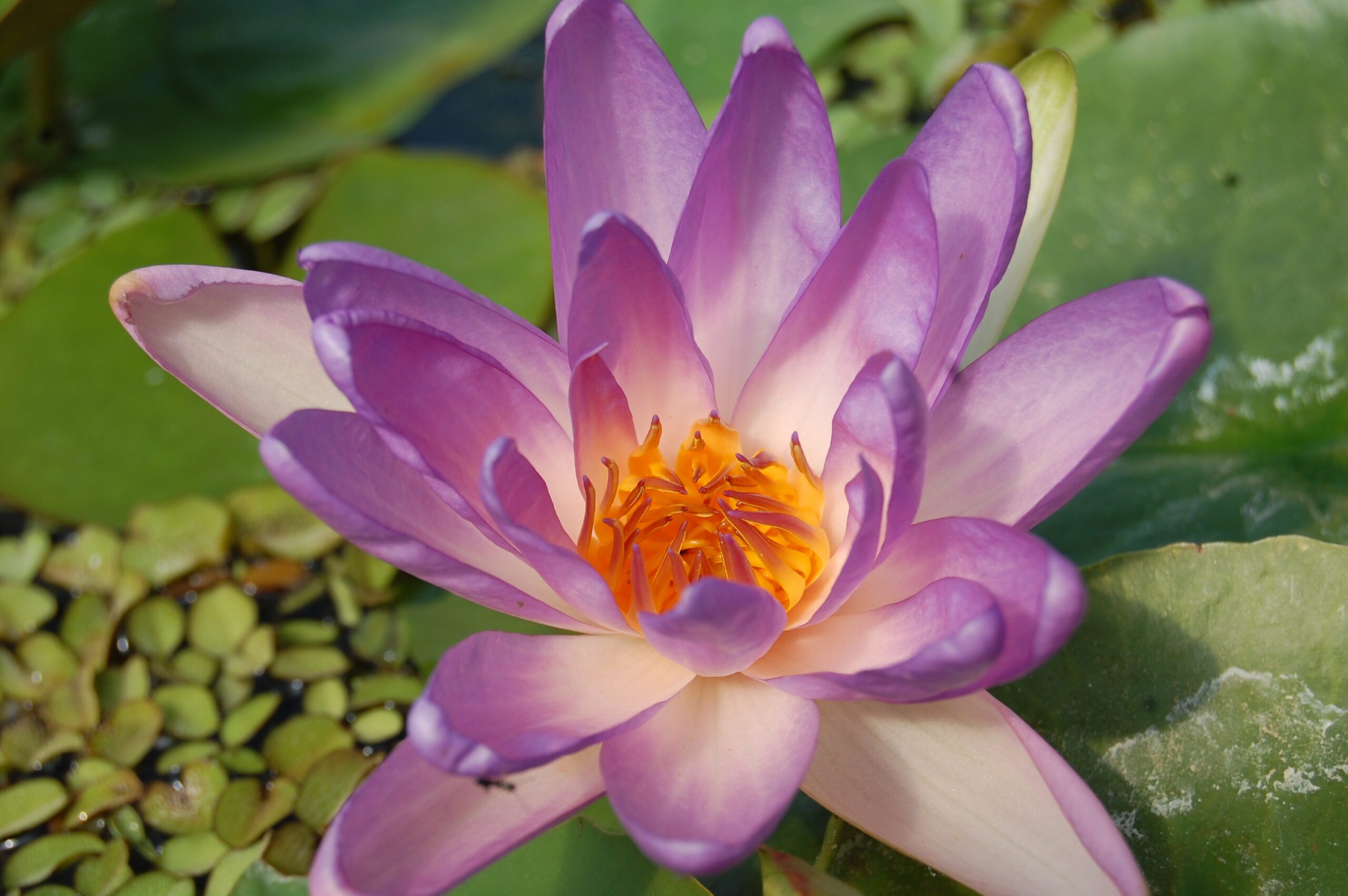 acheter nymphaea Fay Mac Donald for sale buy on line (9)