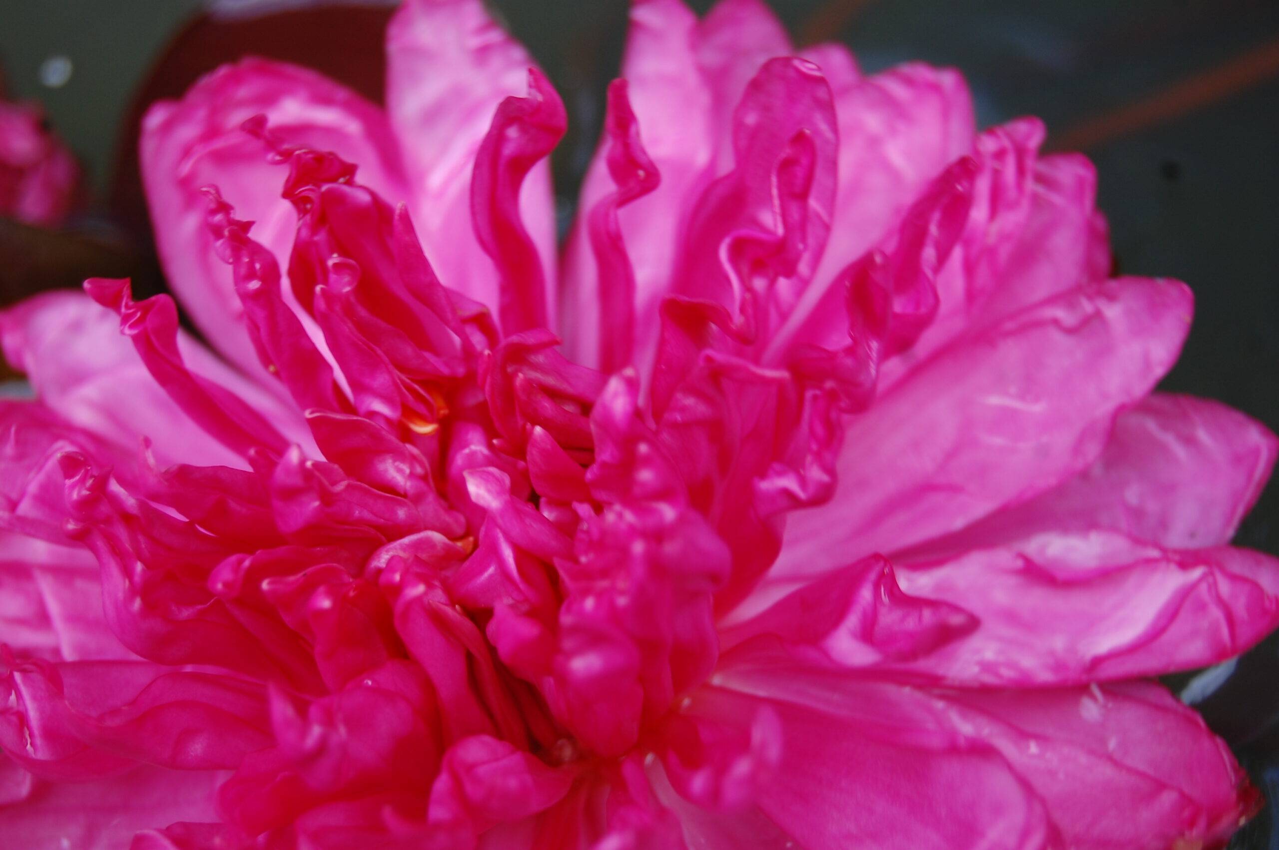 acheter nymphaea Fushia Pom Pom for sale buy on line (11)