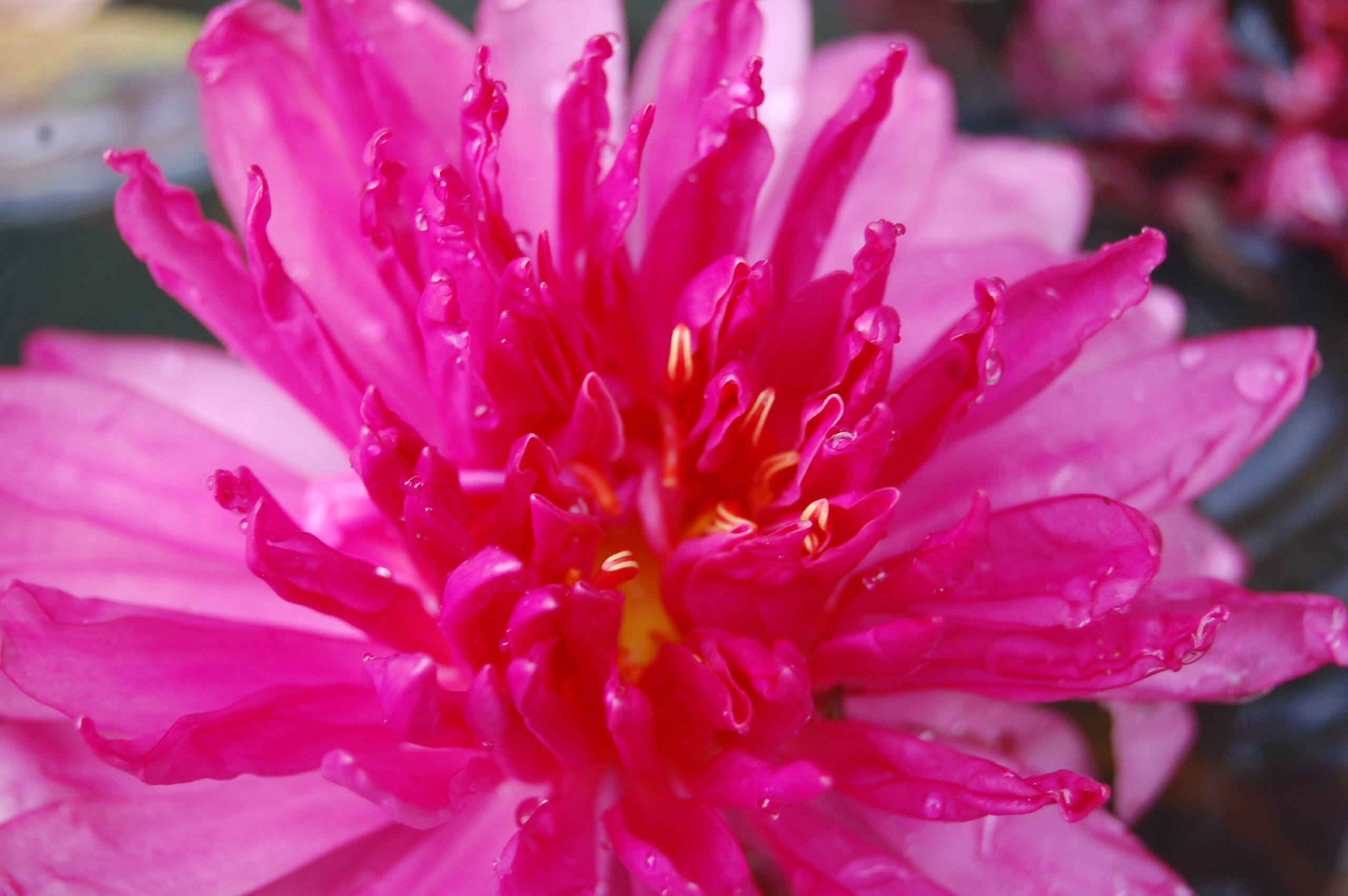 acheter nymphaea Fushia Pom Pom for sale buy on line (13)
