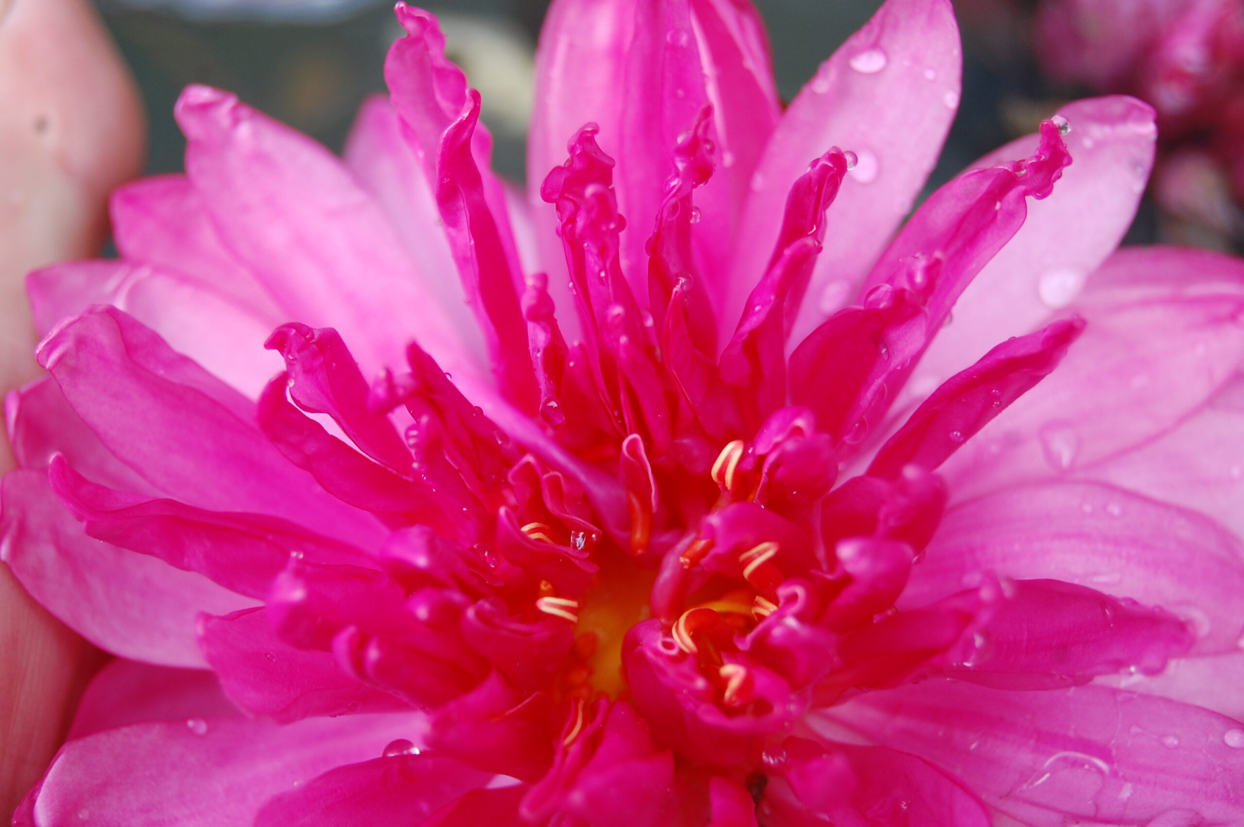 acheter nymphaea Fushia Pom Pom for sale buy on line (16)