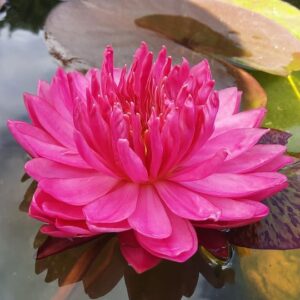 acheter nymphaea Fushia Pom Pom for sale buy on line (2)