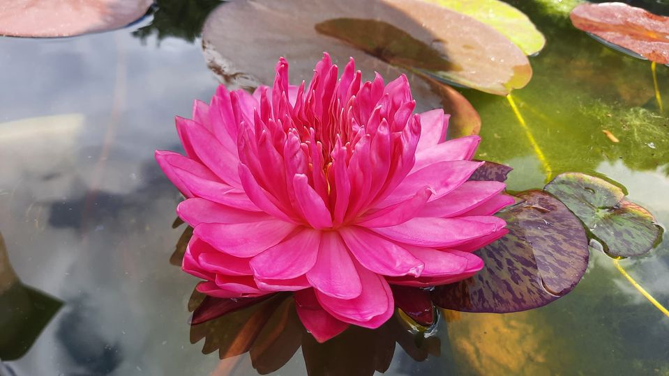 acheter nymphaea Fushia Pom Pom for sale buy on line (2)