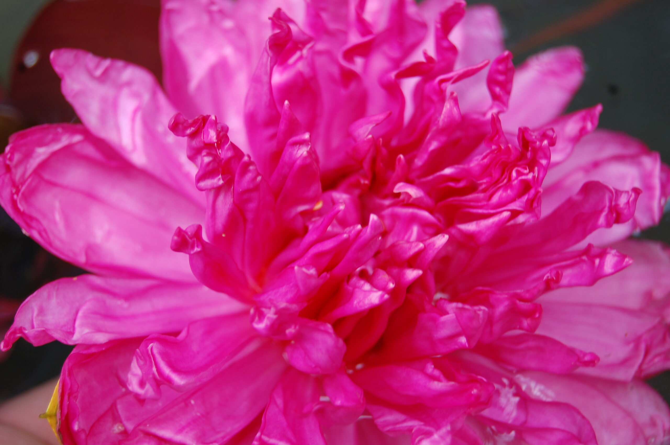 acheter nymphaea Fushia Pom Pom for sale buy on line (7)