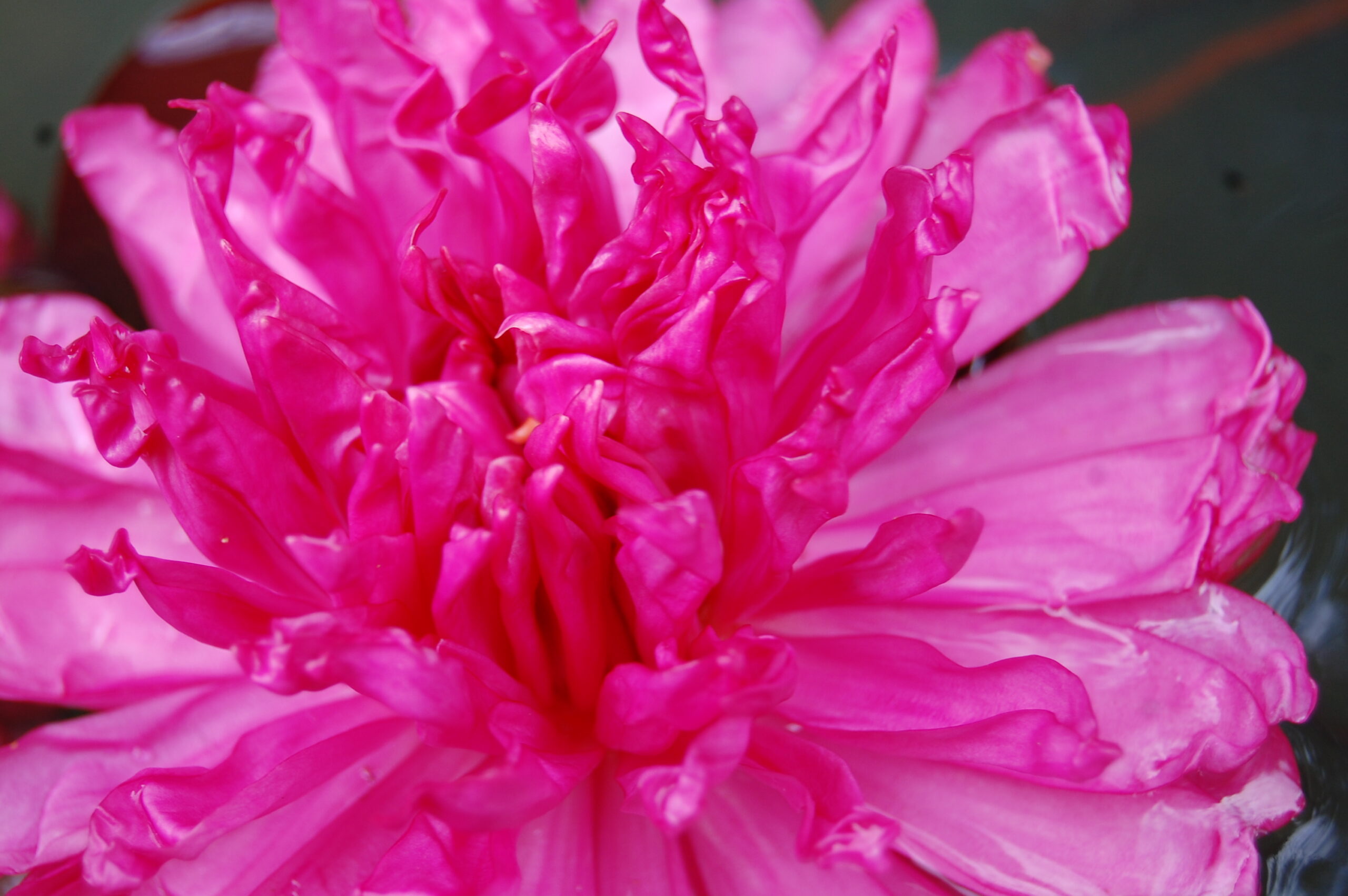 acheter nymphaea Fushia Pom Pom for sale buy on line (9)