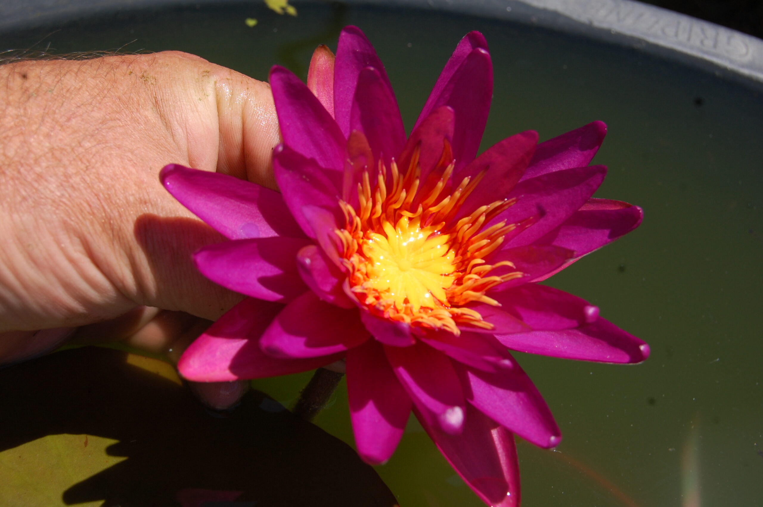 acheter nymphaea Gilles Chaygneaud for sale buy on line (1)