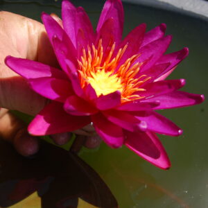 acheter nymphaea Gilles Chaygneaud for sale buy on line (10)