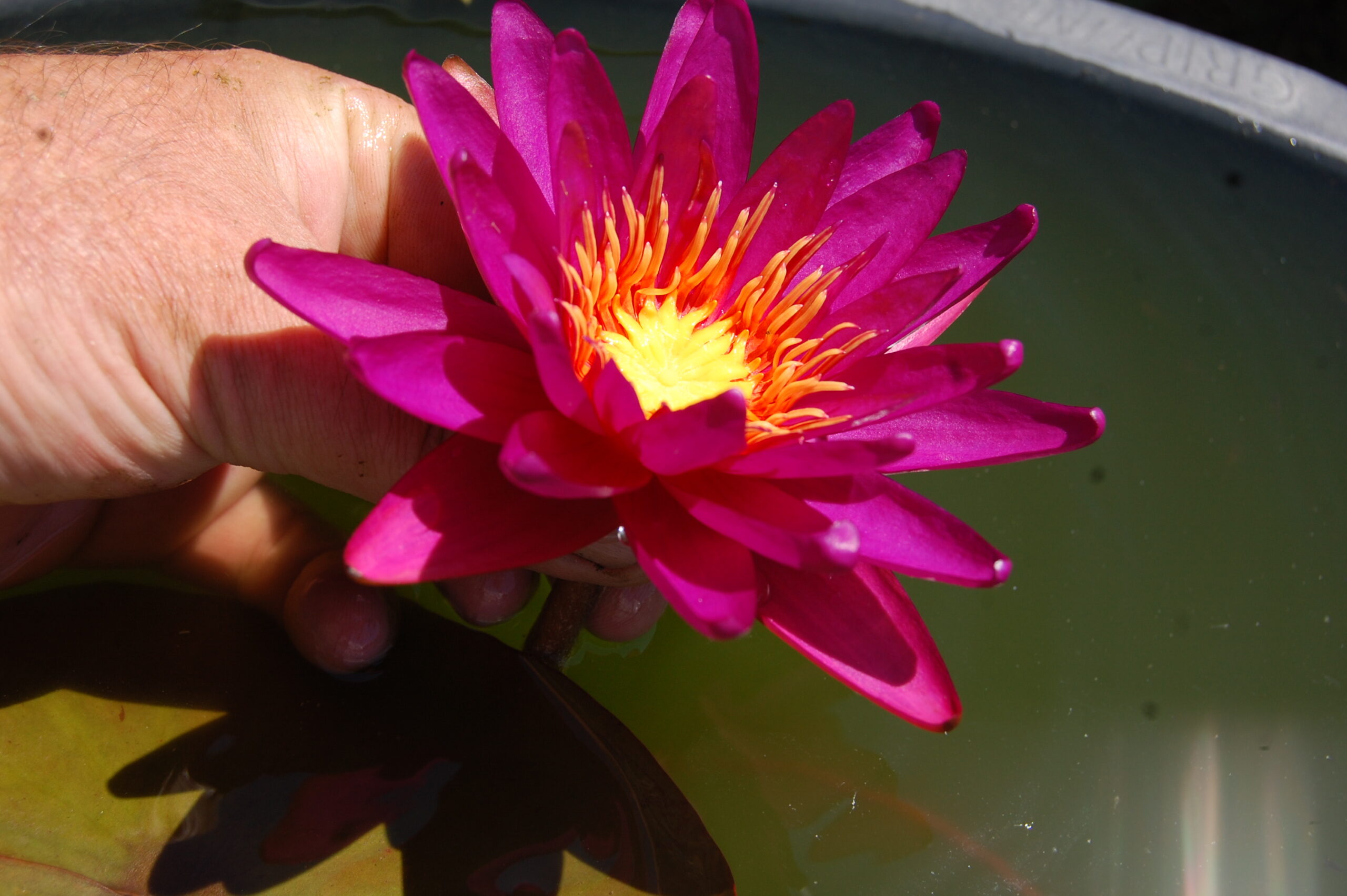 acheter nymphaea Gilles Chaygneaud for sale buy on line (10)