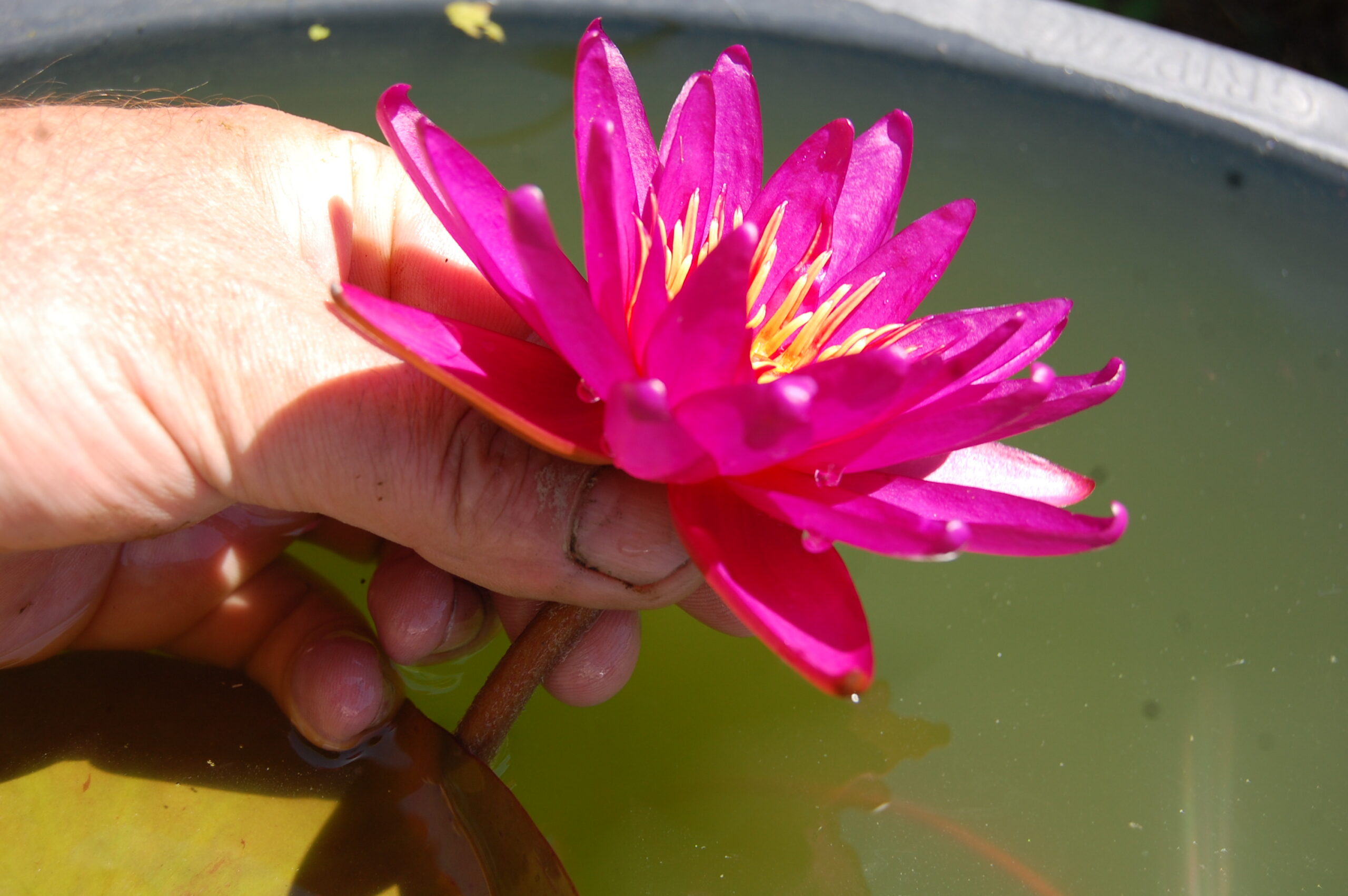 acheter nymphaea Gilles Chaygneaud for sale buy on line (11)