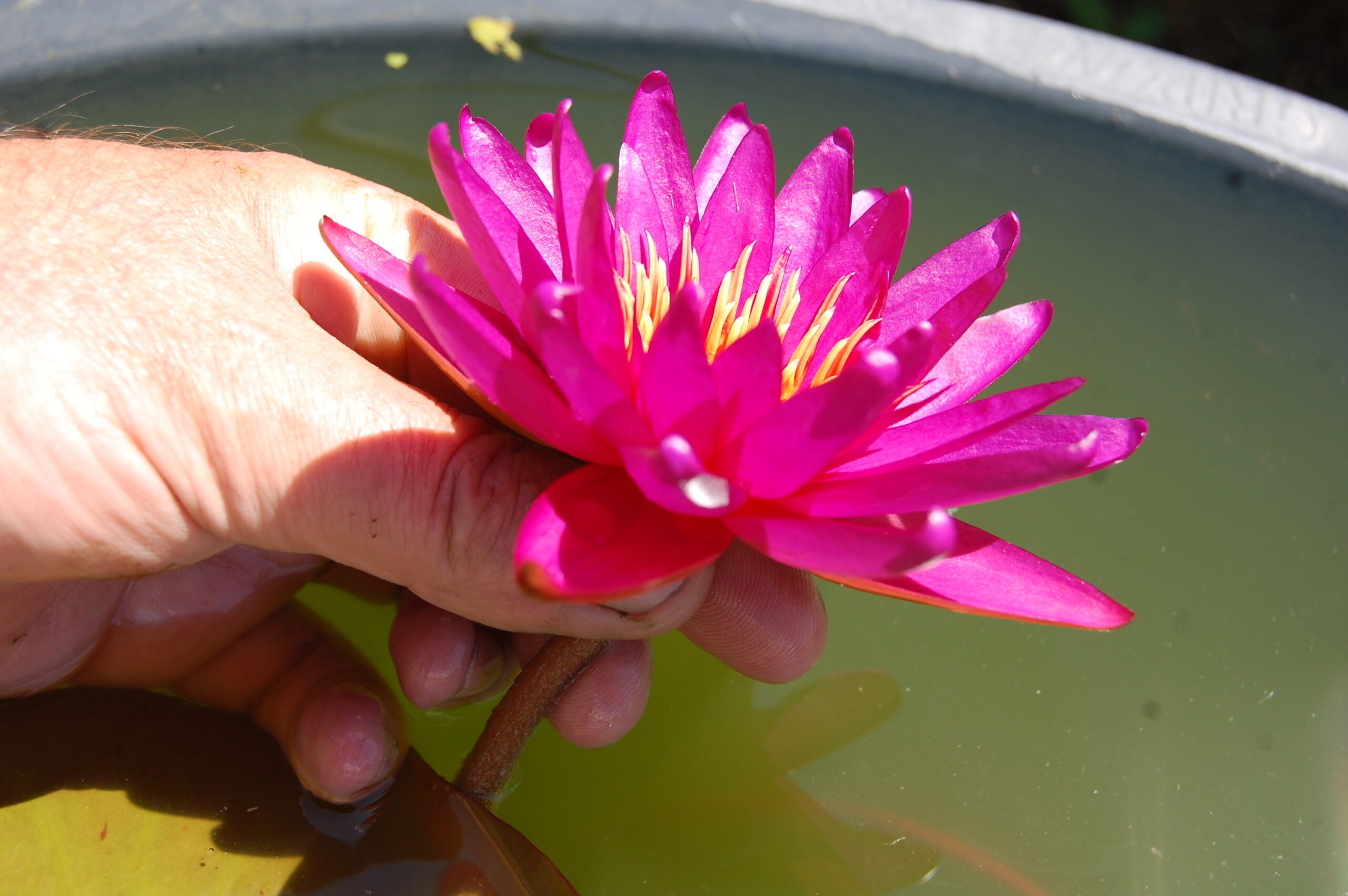 acheter nymphaea Gilles Chaygneaud for sale buy on line (12)