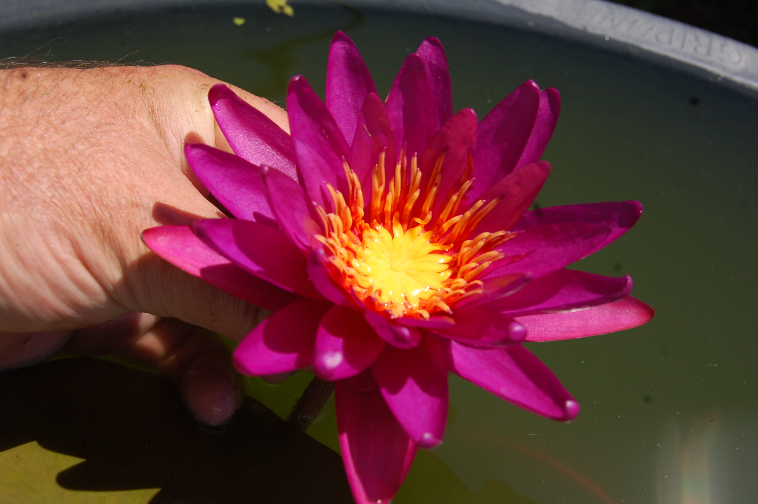 acheter nymphaea Gilles Chaygneaud for sale buy on line (13)