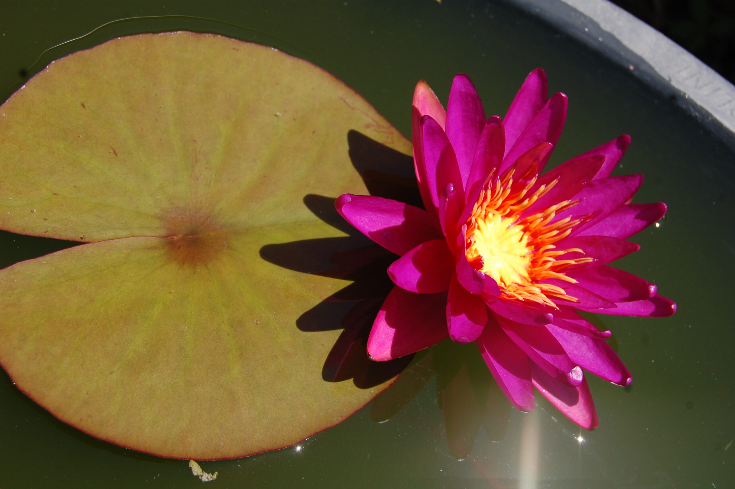 acheter nymphaea Gilles Chaygneaud for sale buy on line (2)