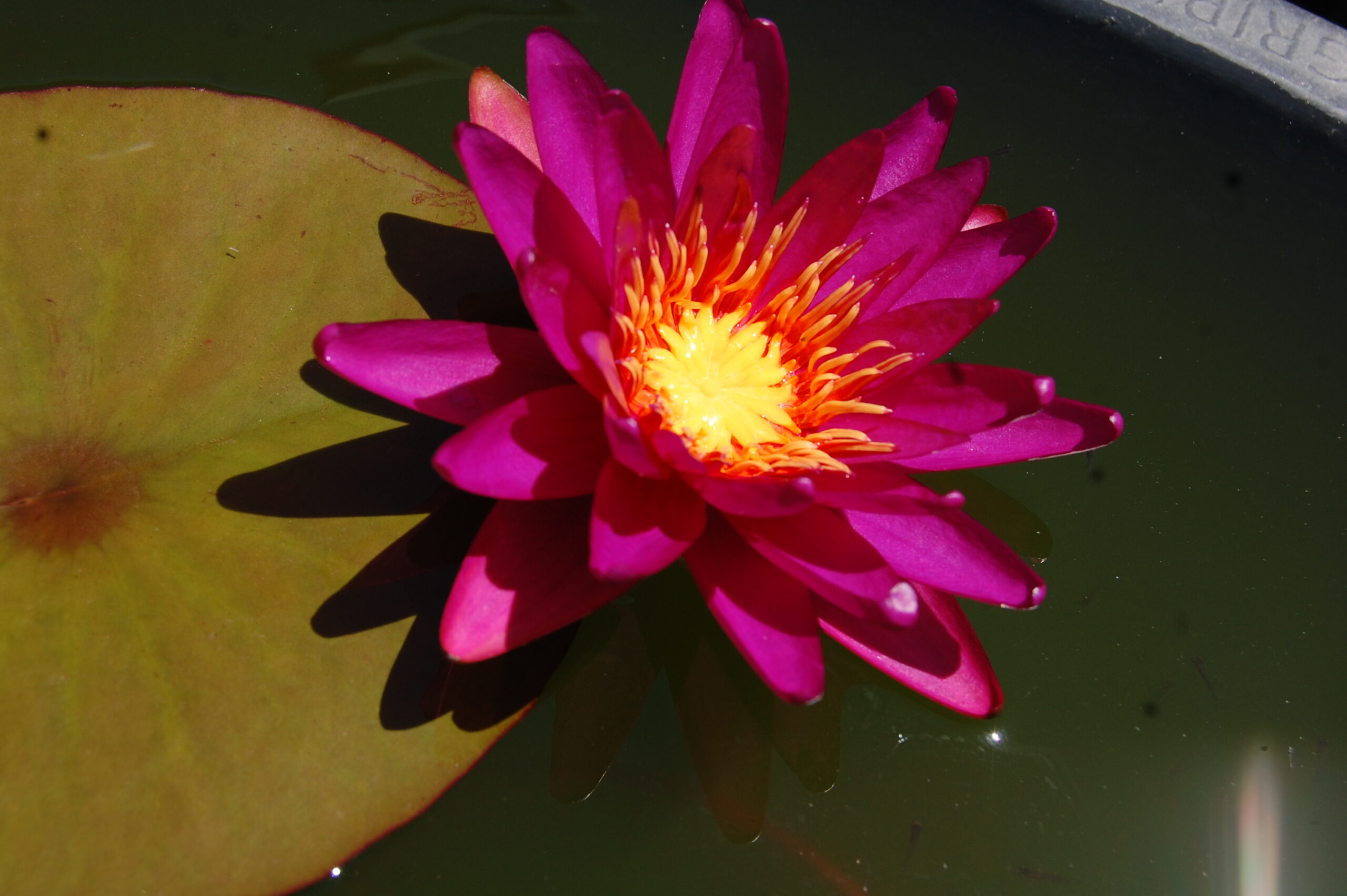 acheter nymphaea Gilles Chaygneaud for sale buy on line (3)