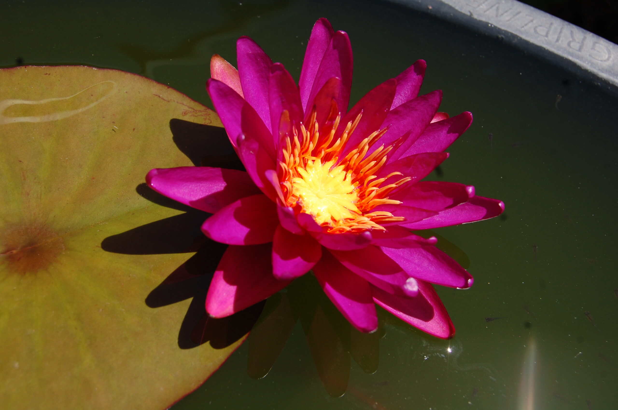 acheter nymphaea Gilles Chaygneaud for sale buy on line (4)