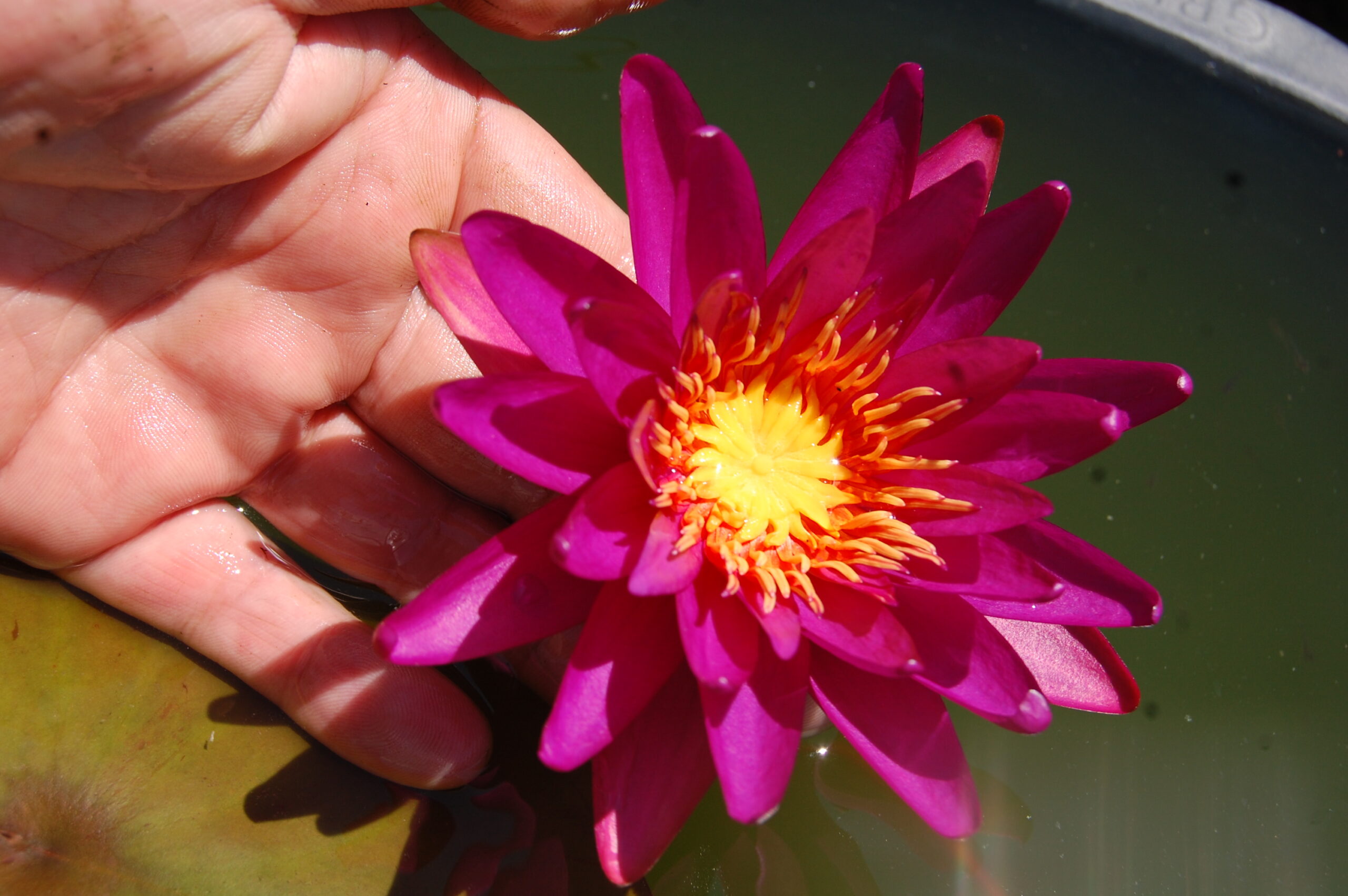 acheter nymphaea Gilles Chaygneaud for sale buy on line (5)