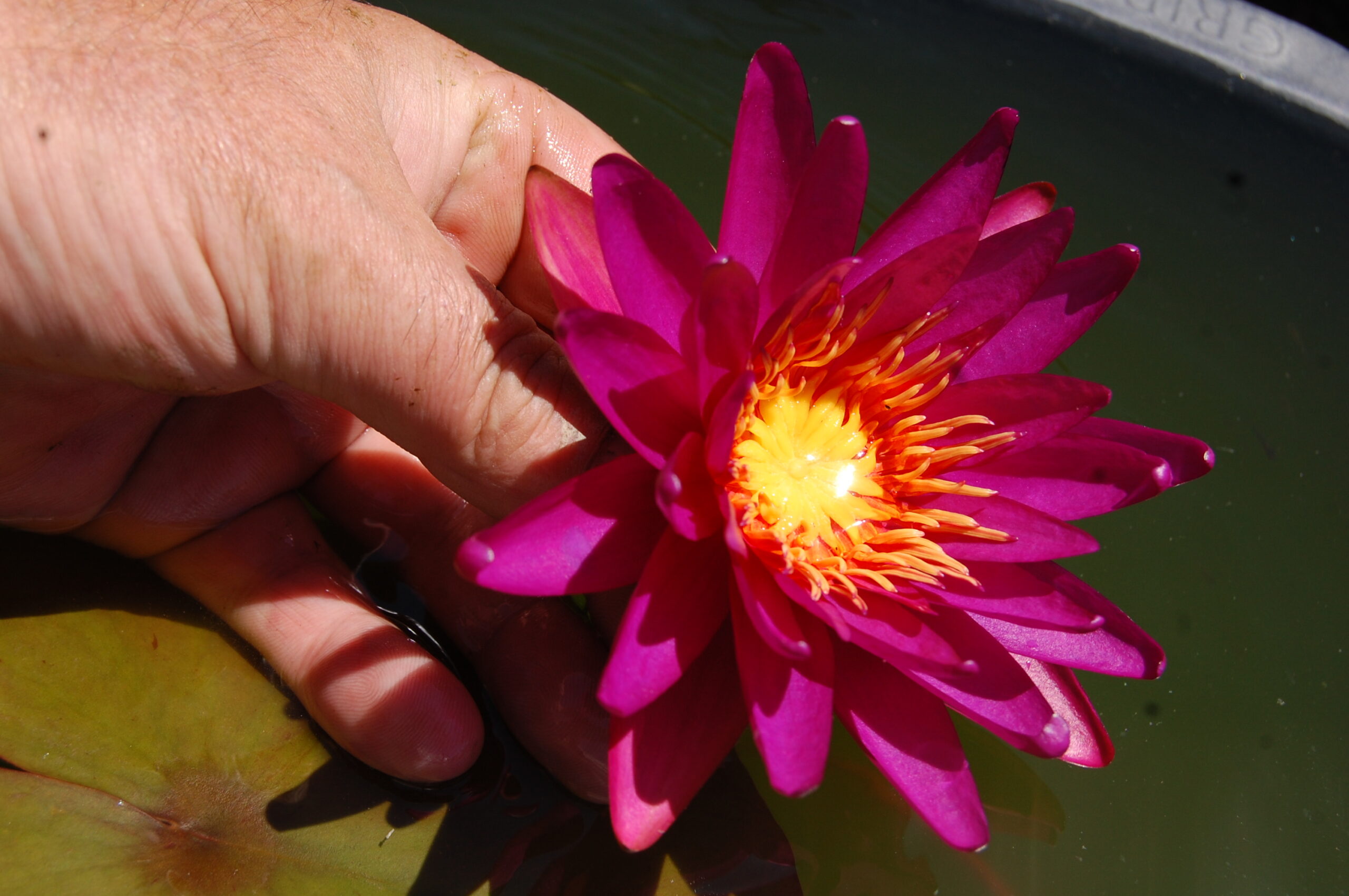 acheter nymphaea Gilles Chaygneaud for sale buy on line (6)
