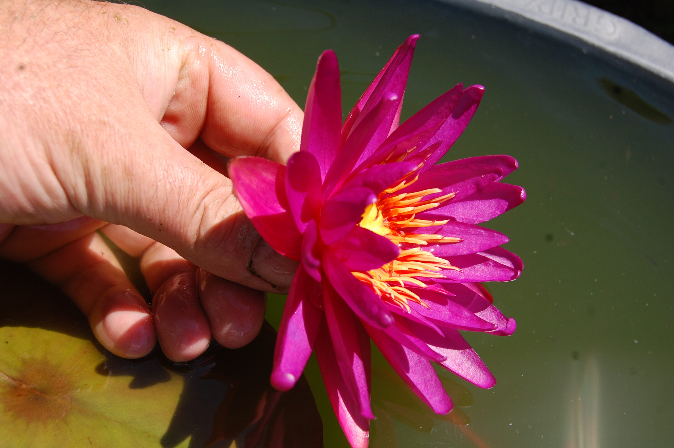 acheter nymphaea Gilles Chaygneaud for sale buy on line (7)