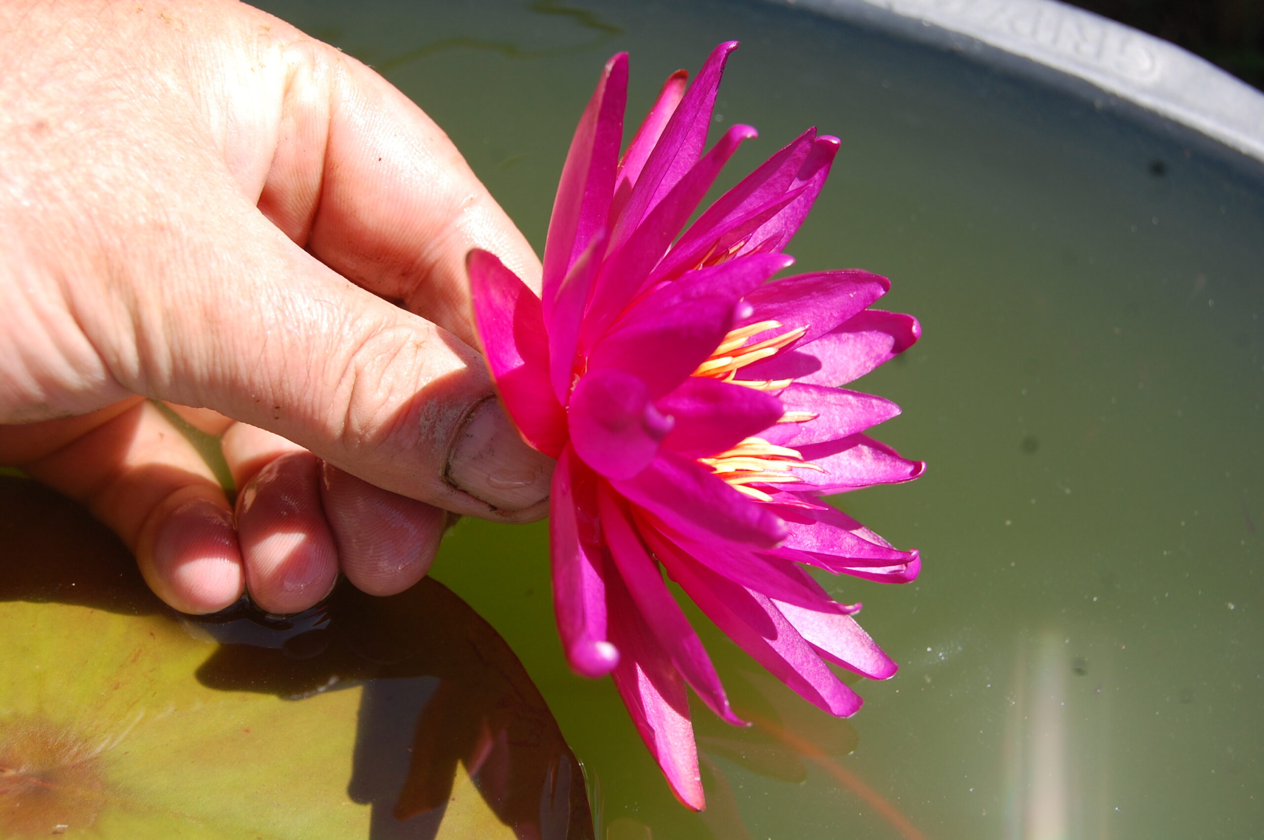 acheter nymphaea Gilles Chaygneaud for sale buy on line (8)