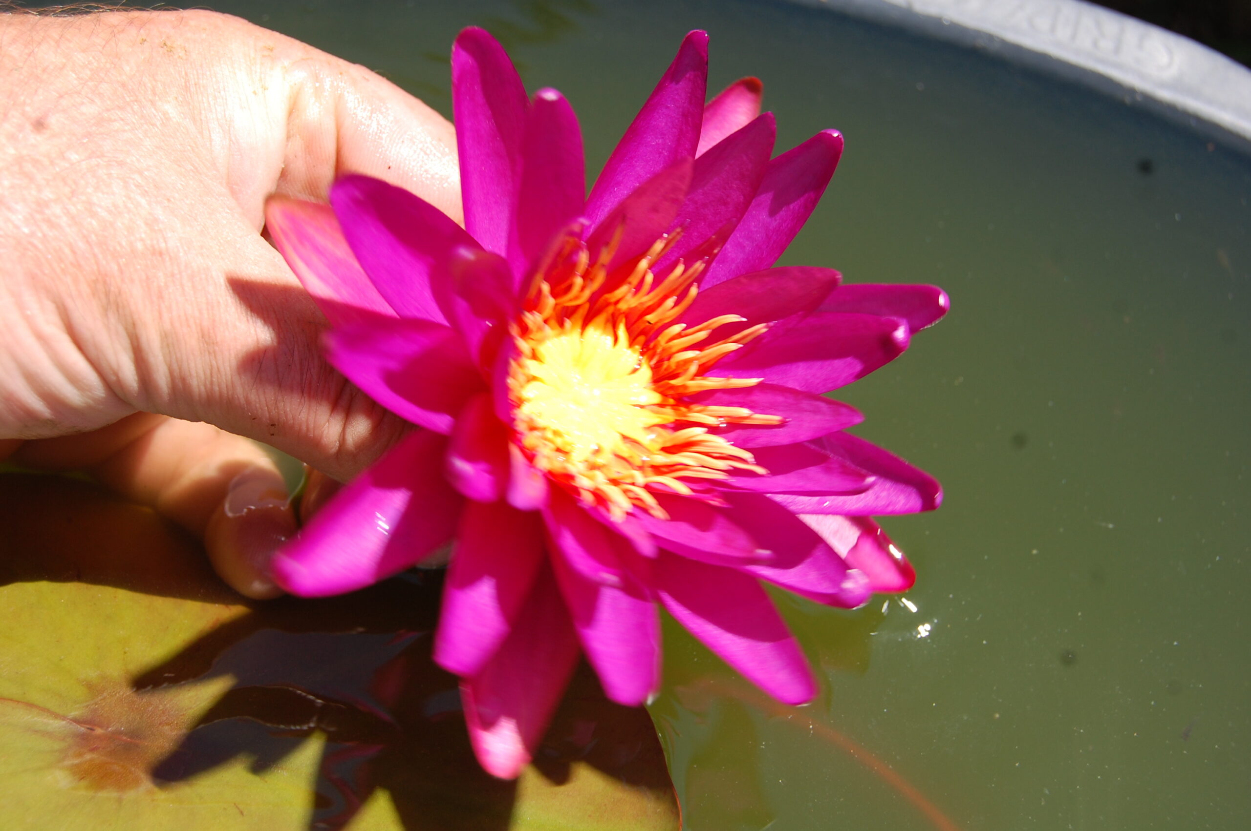 acheter nymphaea Gilles Chaygneaud for sale buy on line (9)