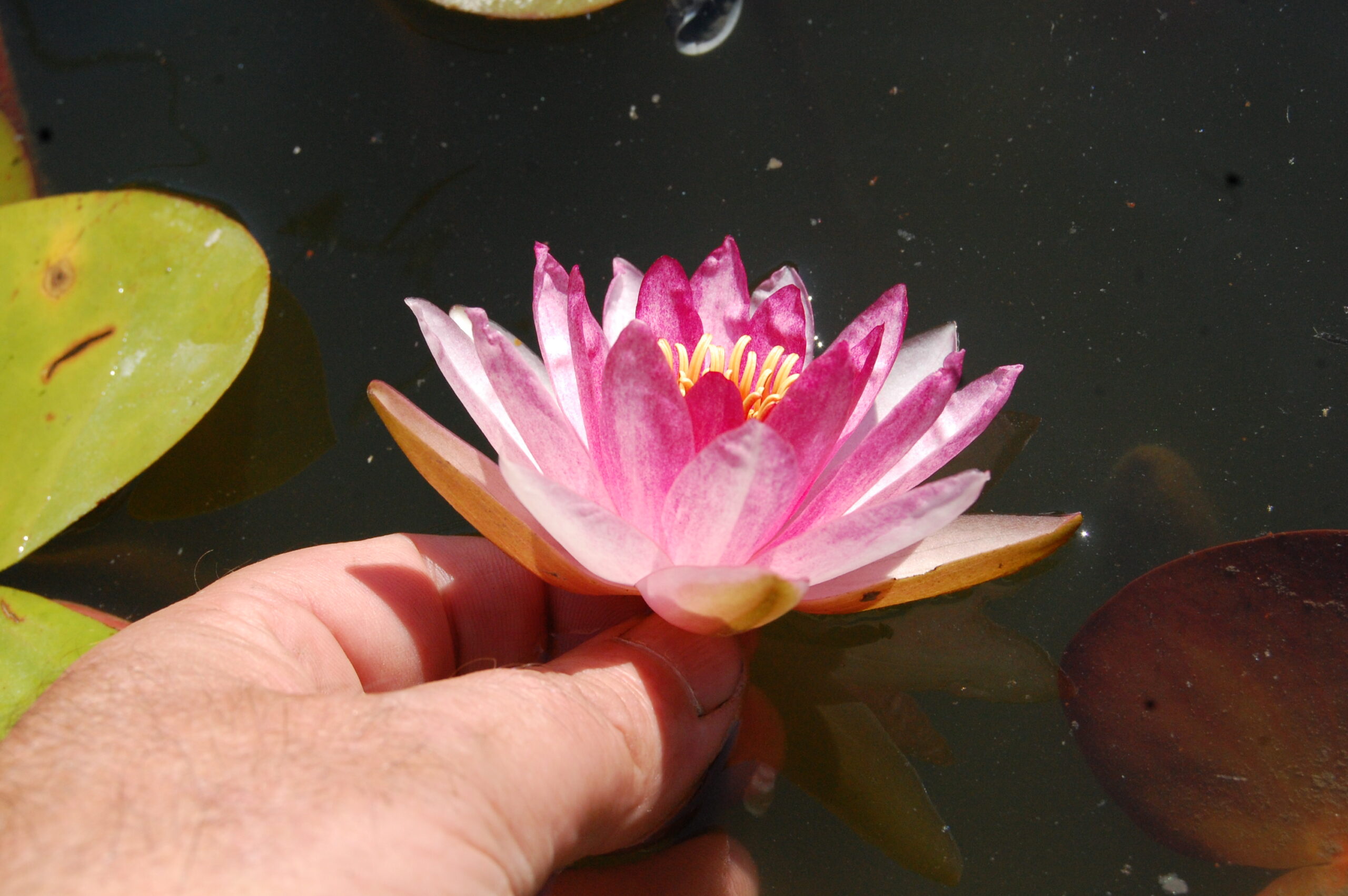 acheter nymphaea Gimli for sale buy on line (11)