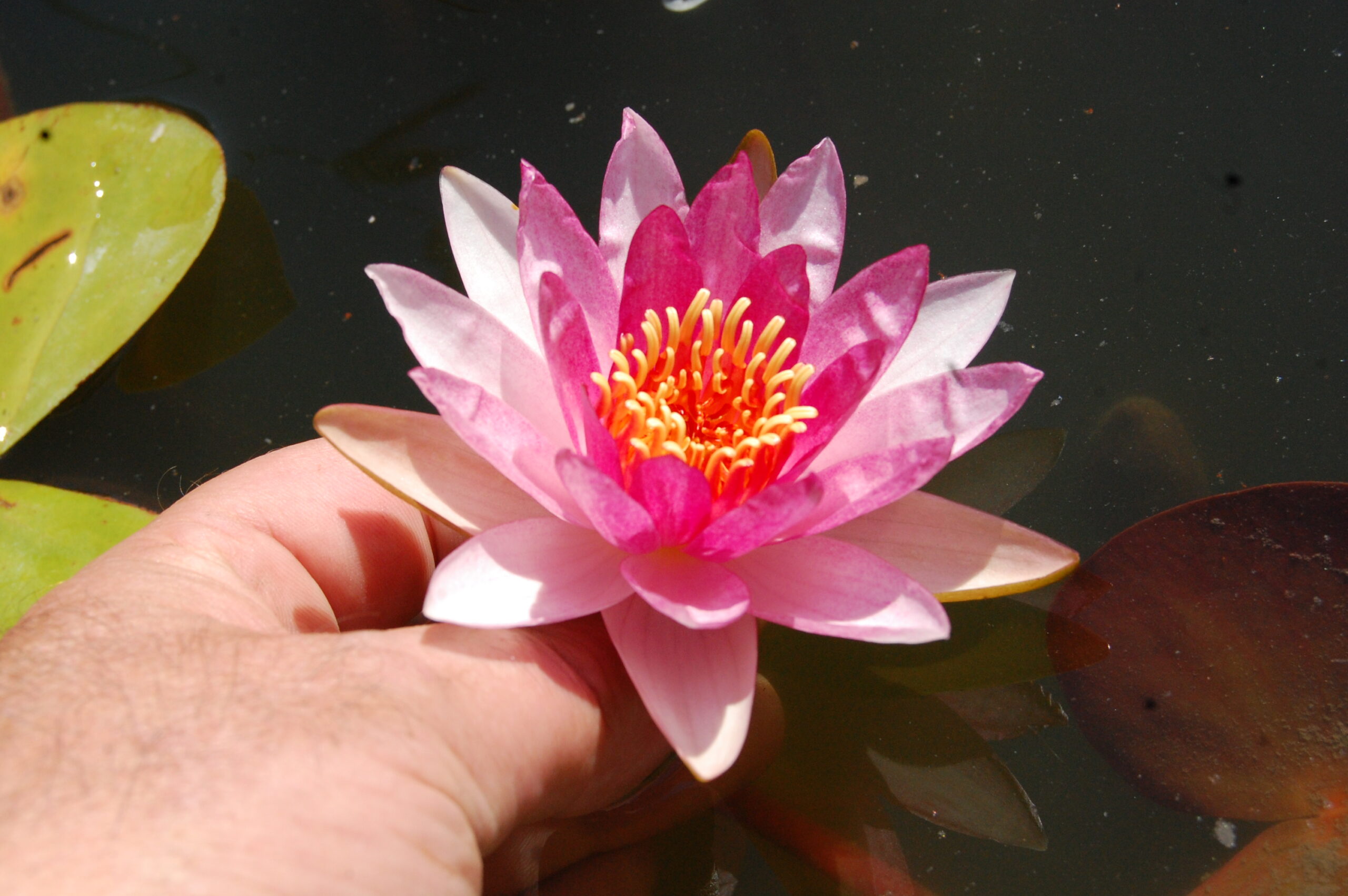 acheter nymphaea Gimli for sale buy on line (13)