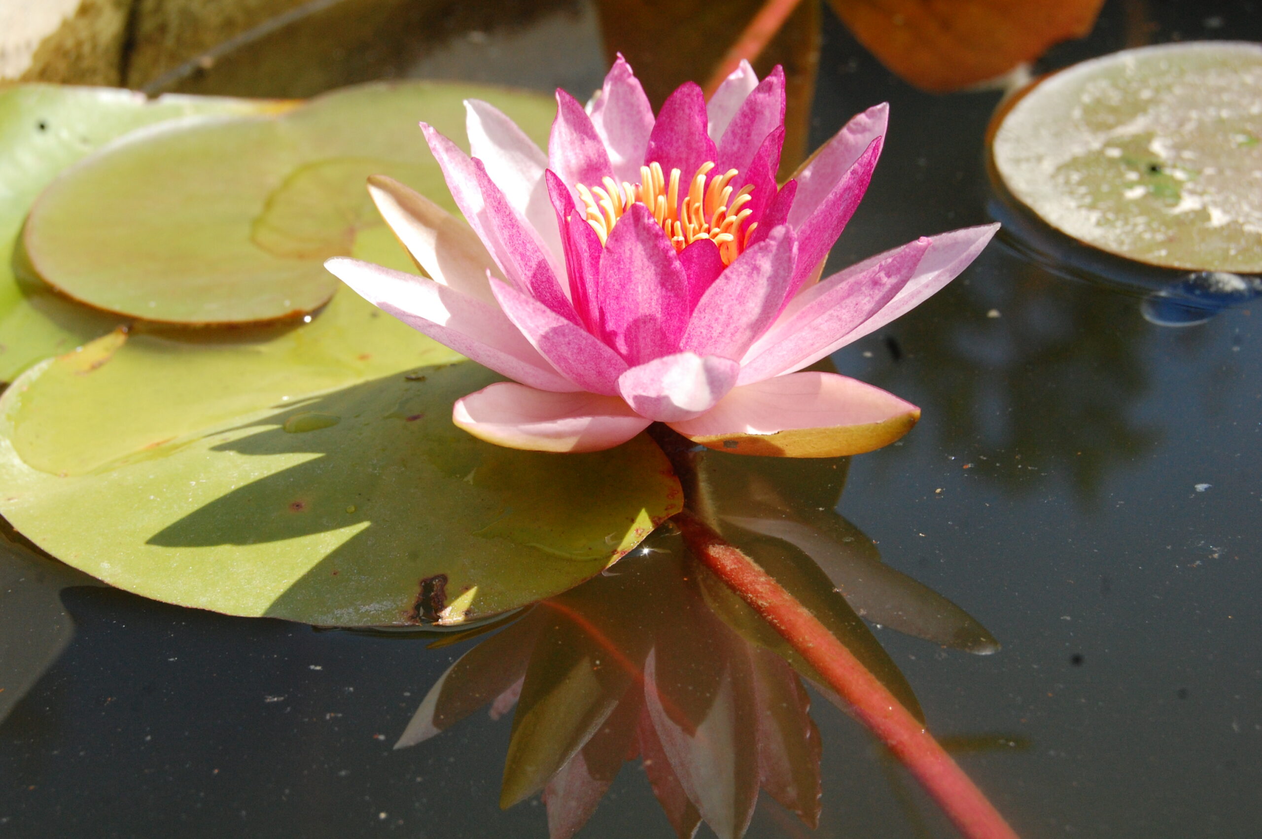 acheter nymphaea Gimli for sale buy on line (2)