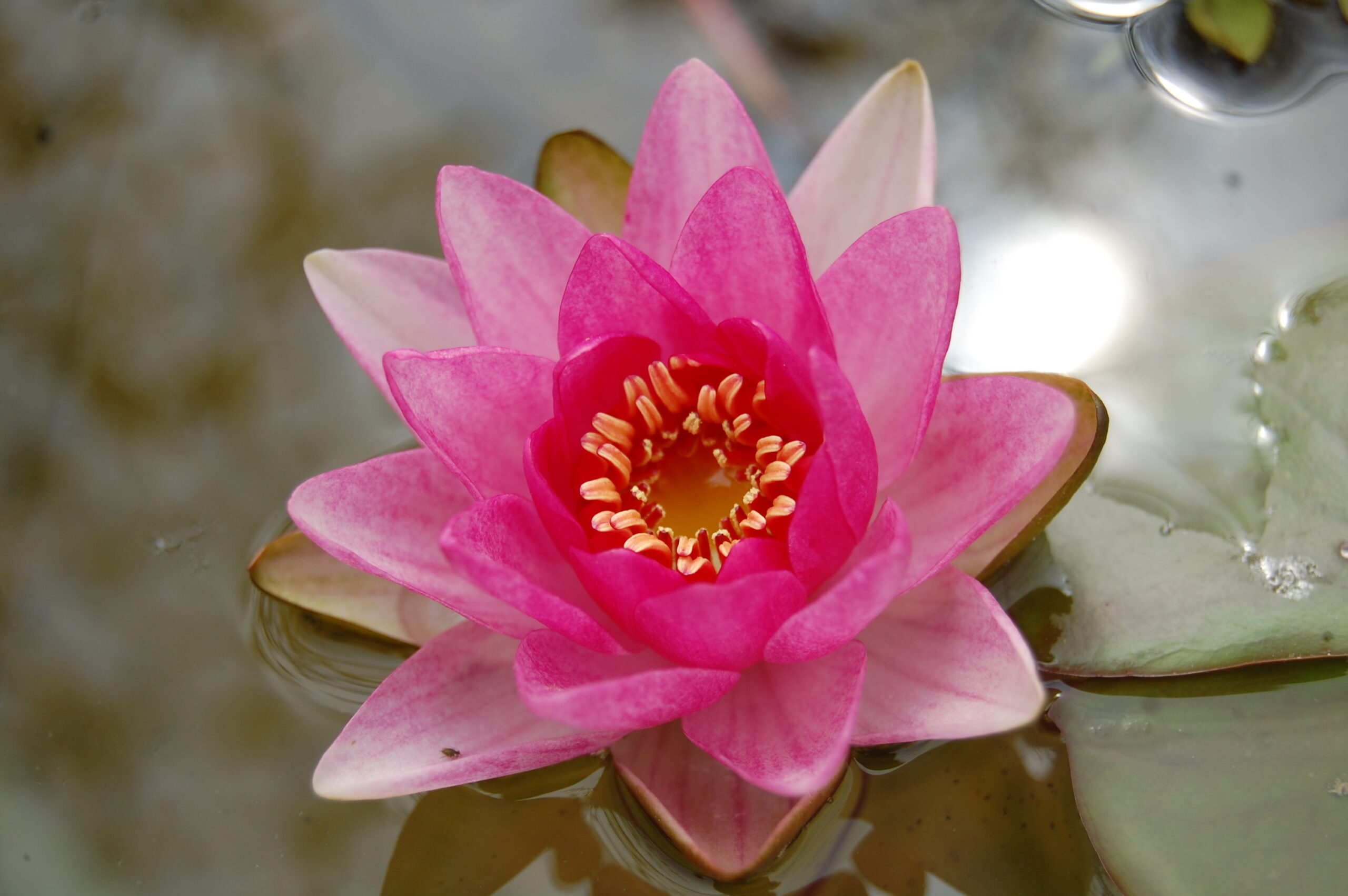 acheter nymphaea Gimli for sale buy on line (24)