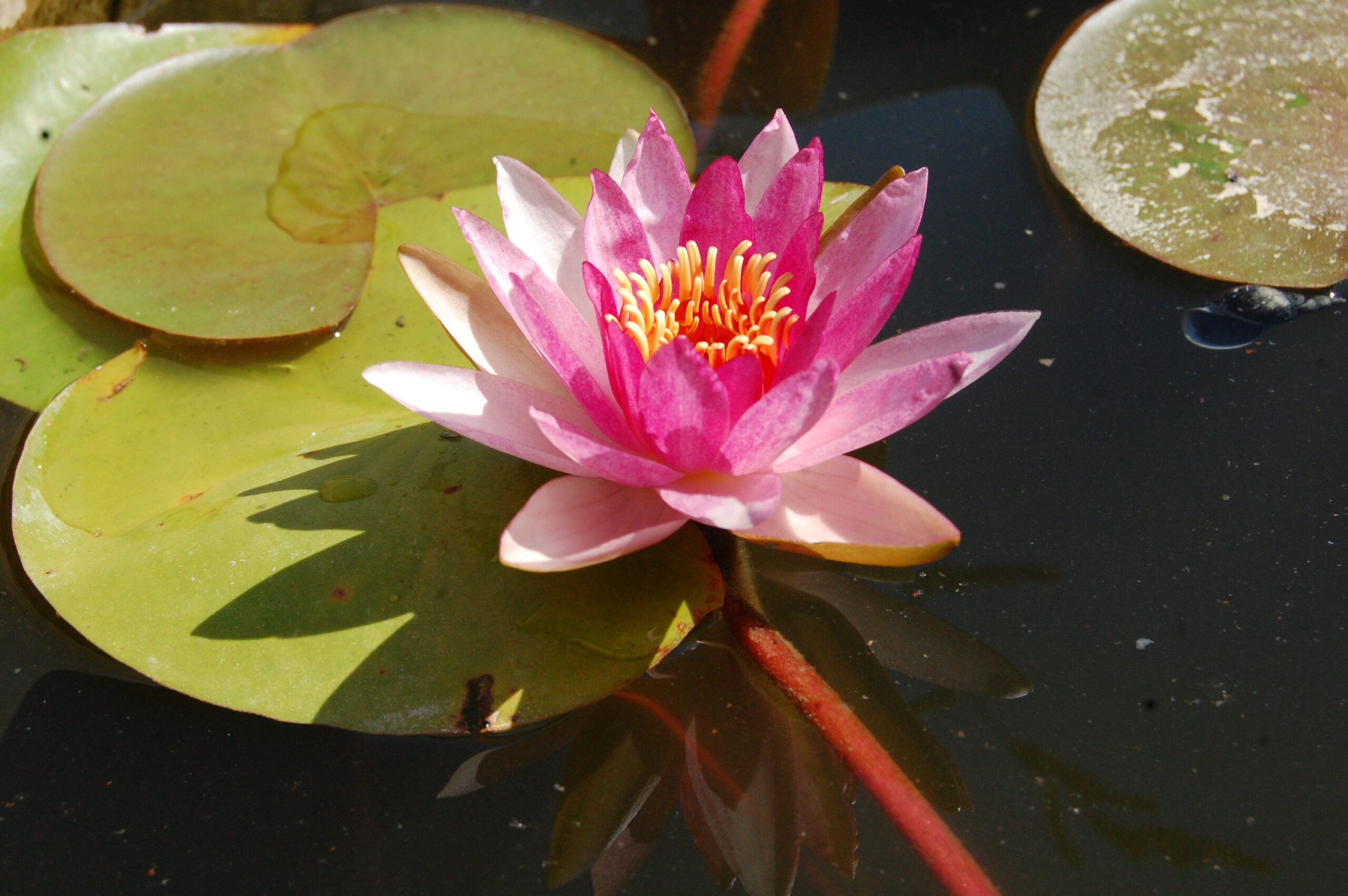 acheter nymphaea Gimli for sale buy on line (4)