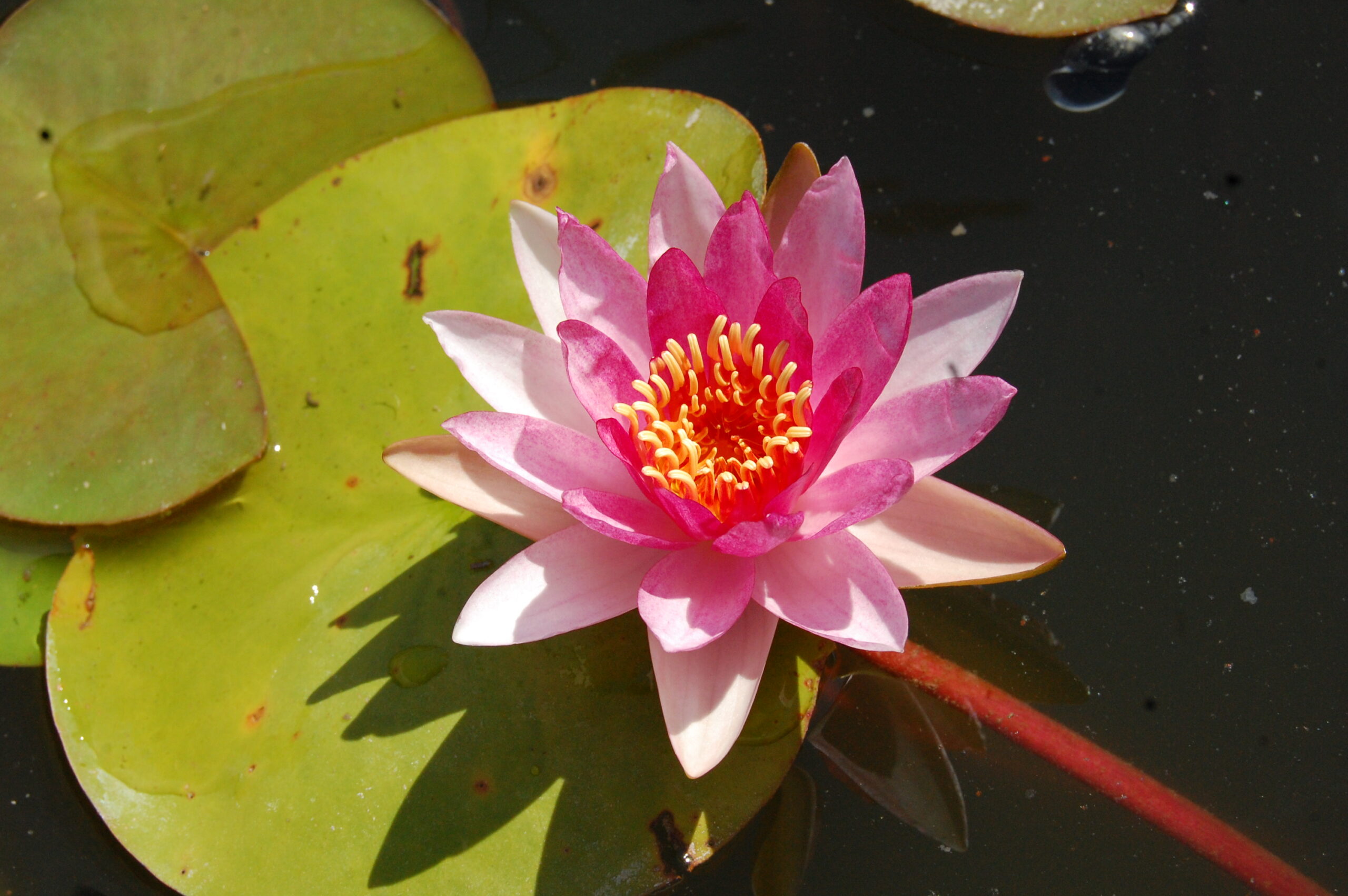 acheter nymphaea Gimli for sale buy on line (5)