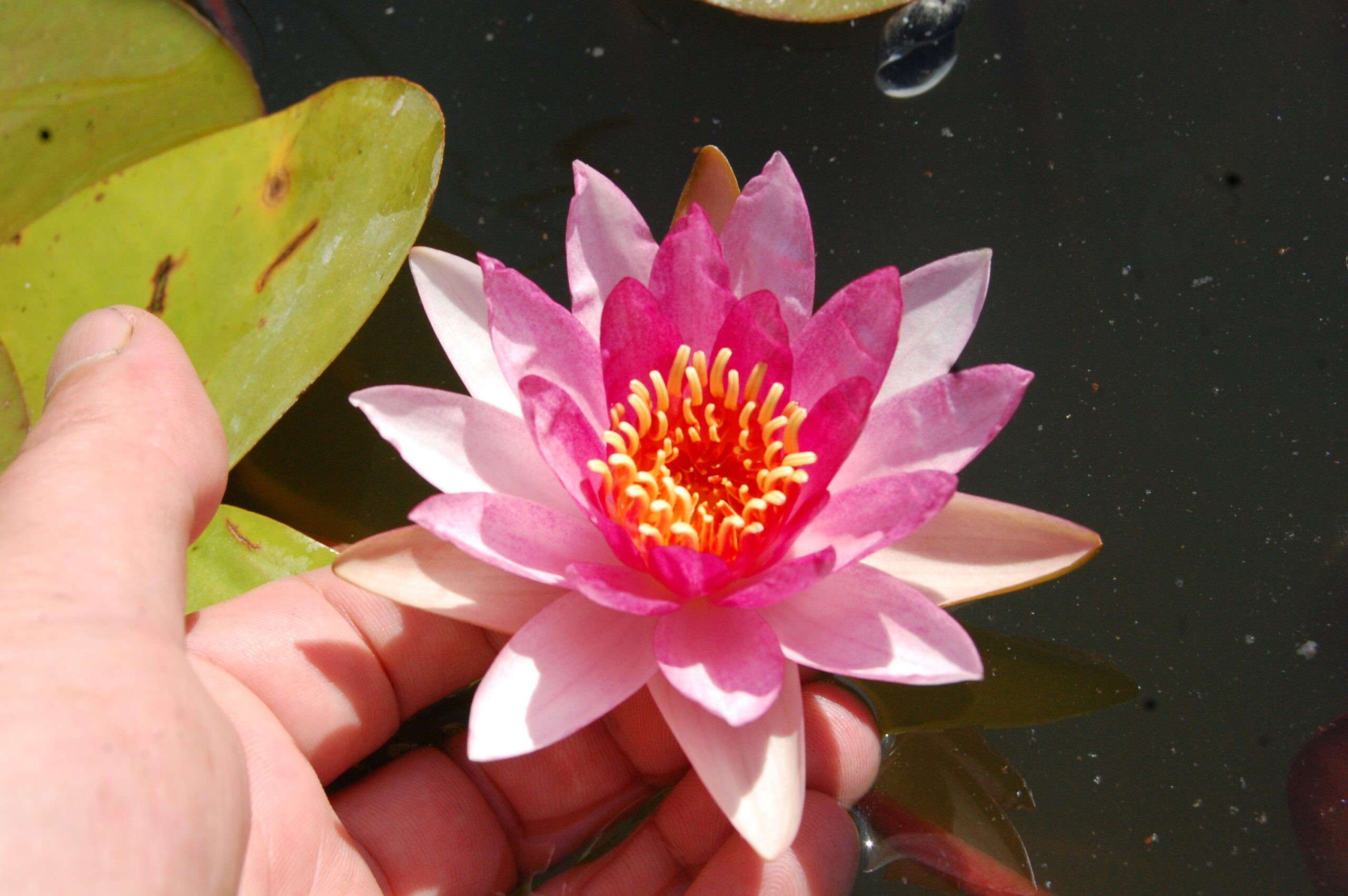 acheter nymphaea Gimli for sale buy on line (6)