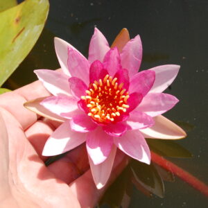 acheter nymphaea Gimli for sale buy on line (7)