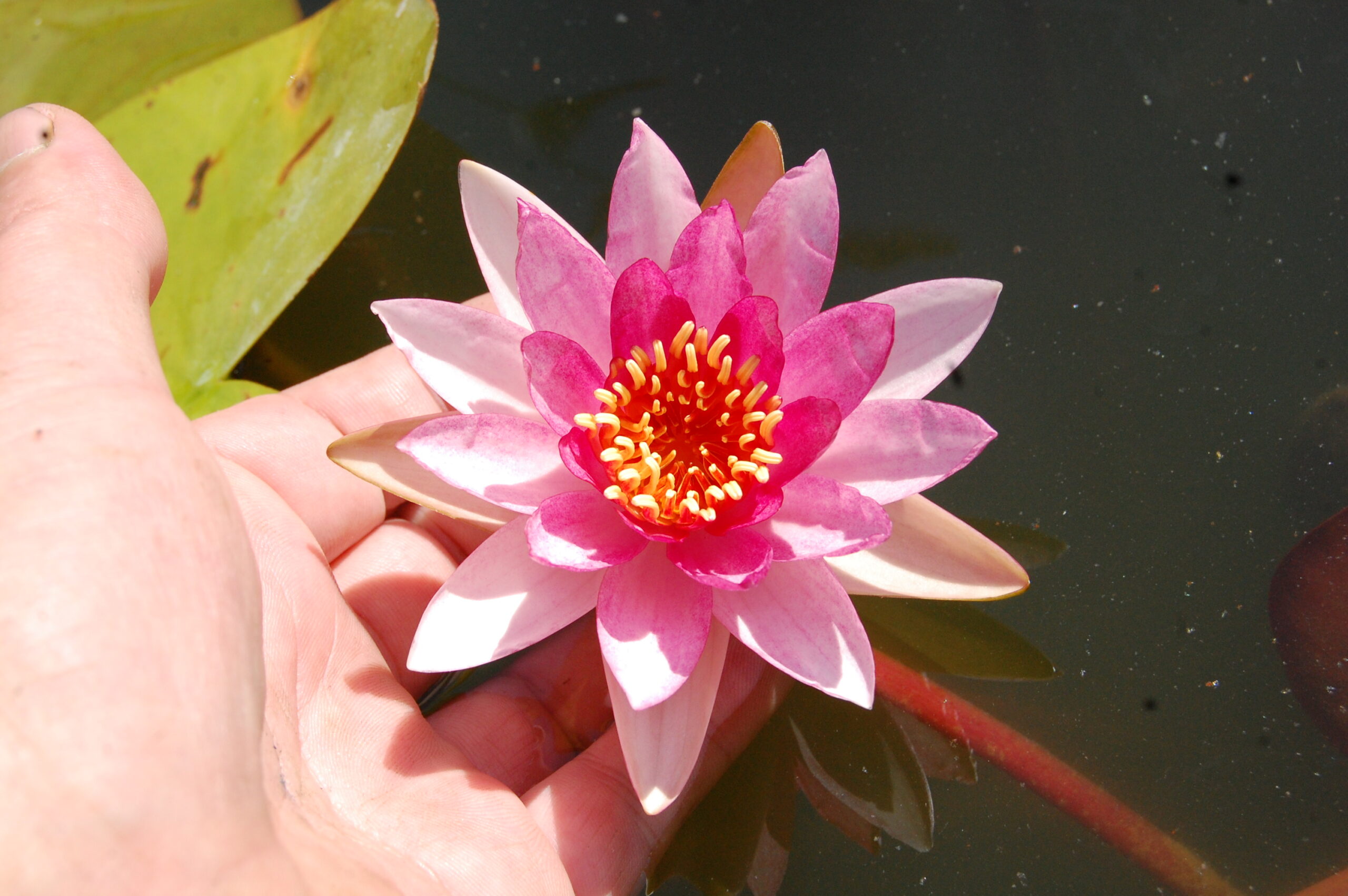 acheter nymphaea Gimli for sale buy on line (7)