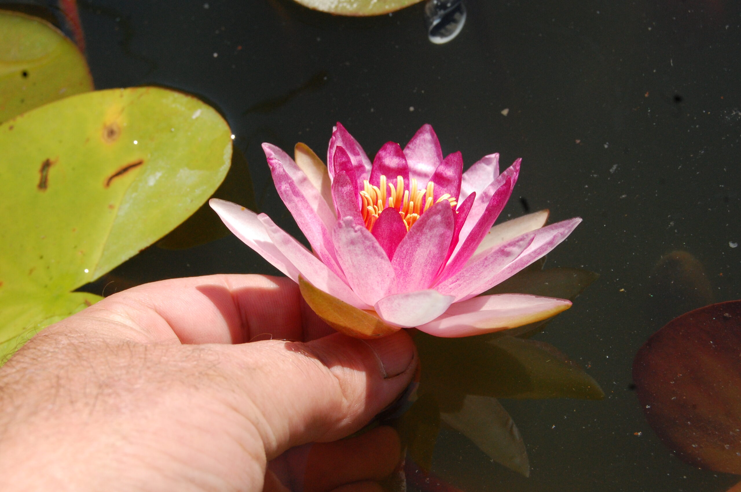 acheter nymphaea Gimli for sale buy on line (8)