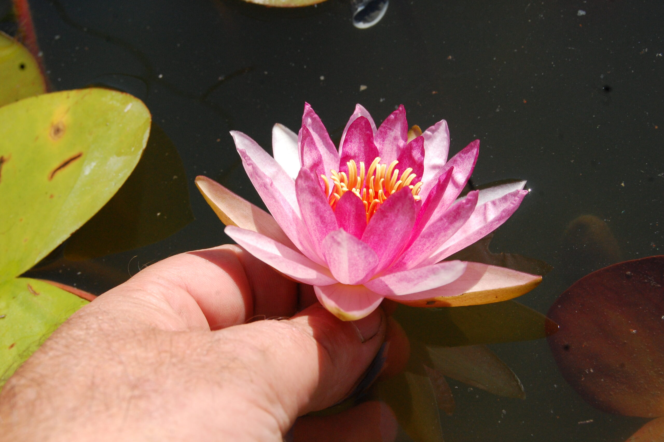 acheter nymphaea Gimli for sale buy on line (9)