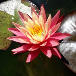 acheter nymphaea Gregg's Orange Beauty for sale buy on line (1)
