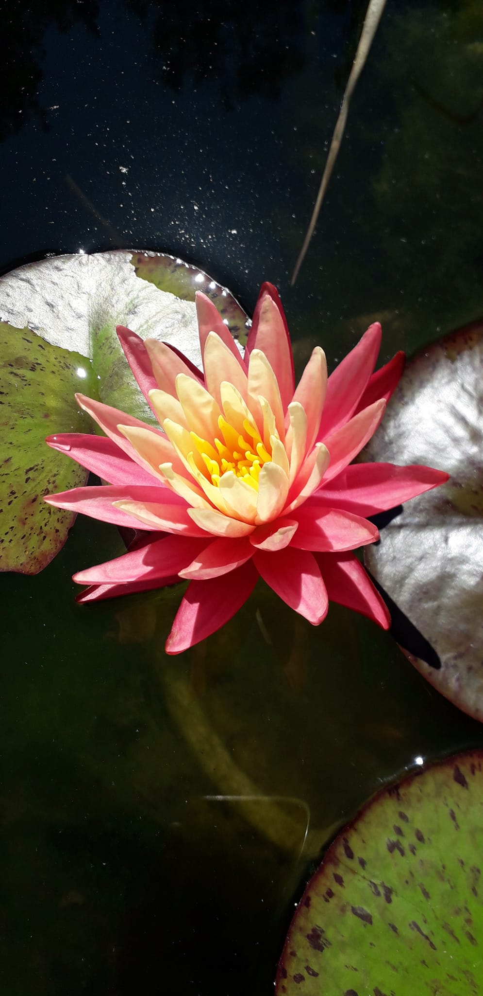 acheter nymphaea Gregg's Orange Beauty for sale buy on line (1)