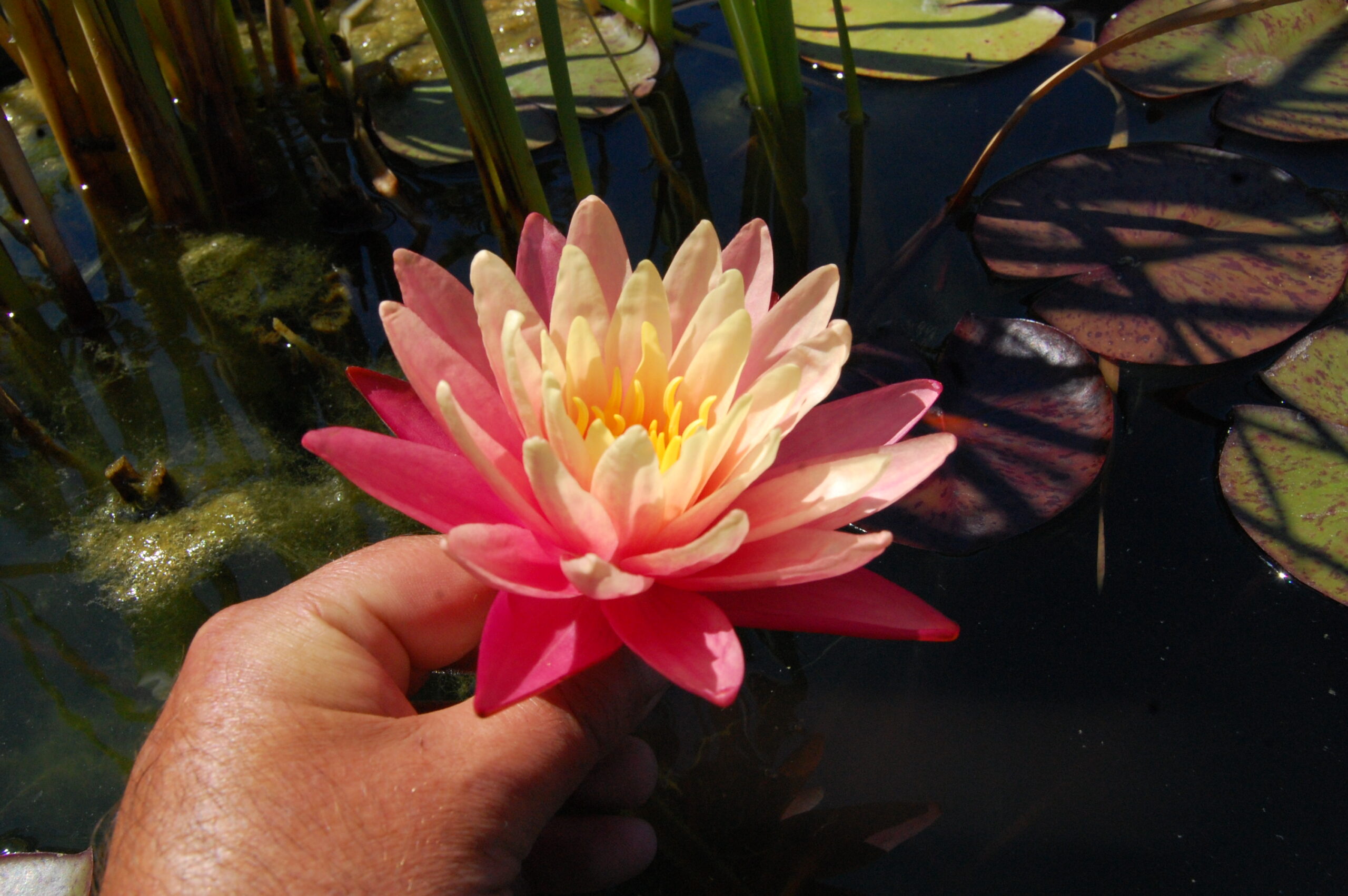 acheter nymphaea Gregg's Orange Beauty for sale buy on line (10)