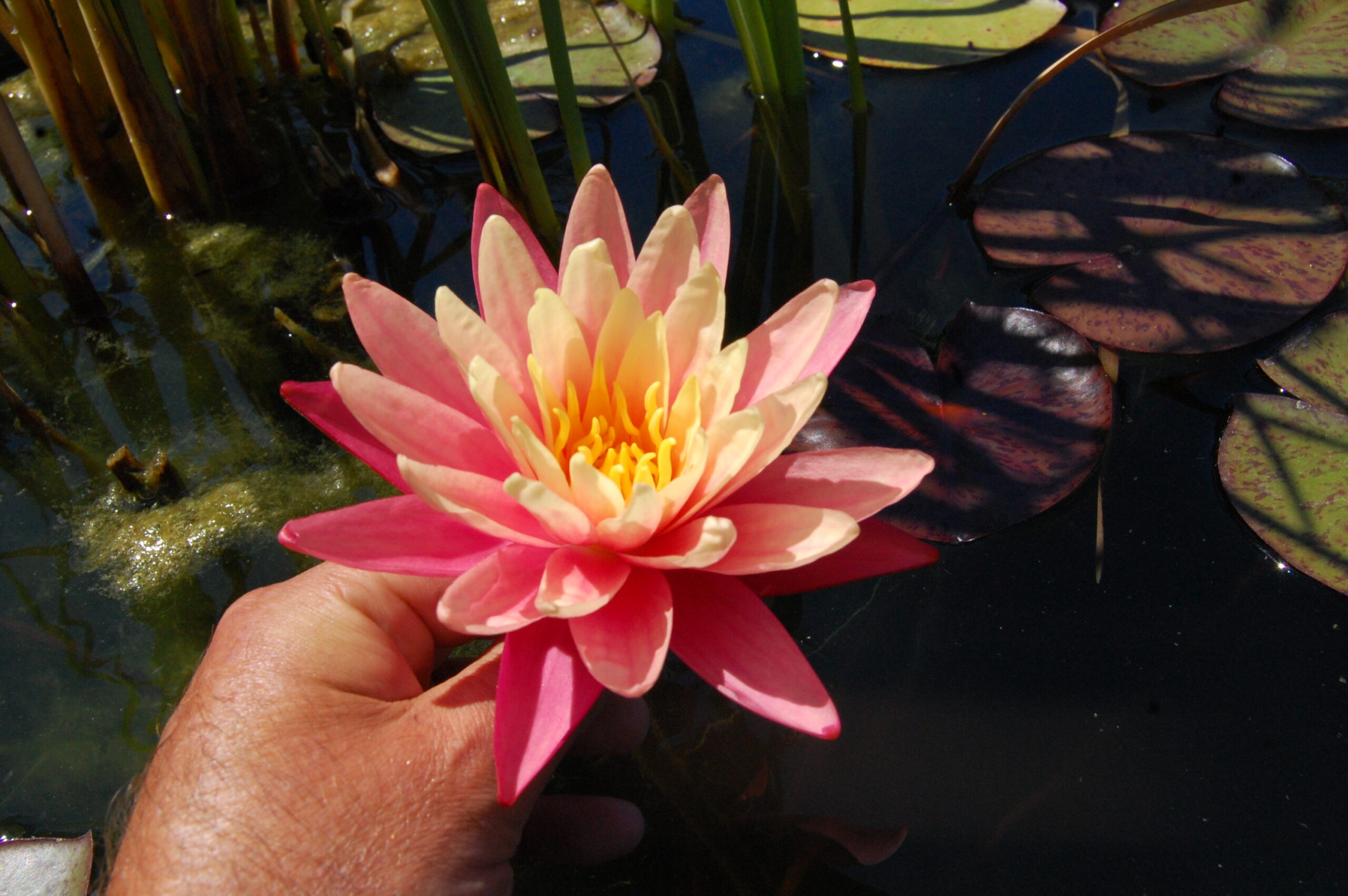 acheter nymphaea Gregg's Orange Beauty for sale buy on line (11)
