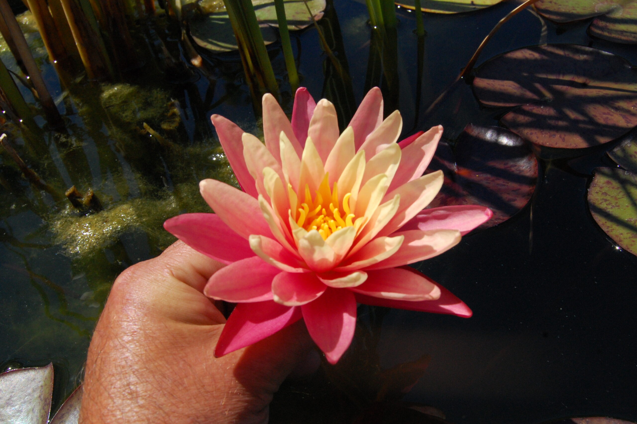 acheter nymphaea Gregg's Orange Beauty for sale buy on line (13) Copie