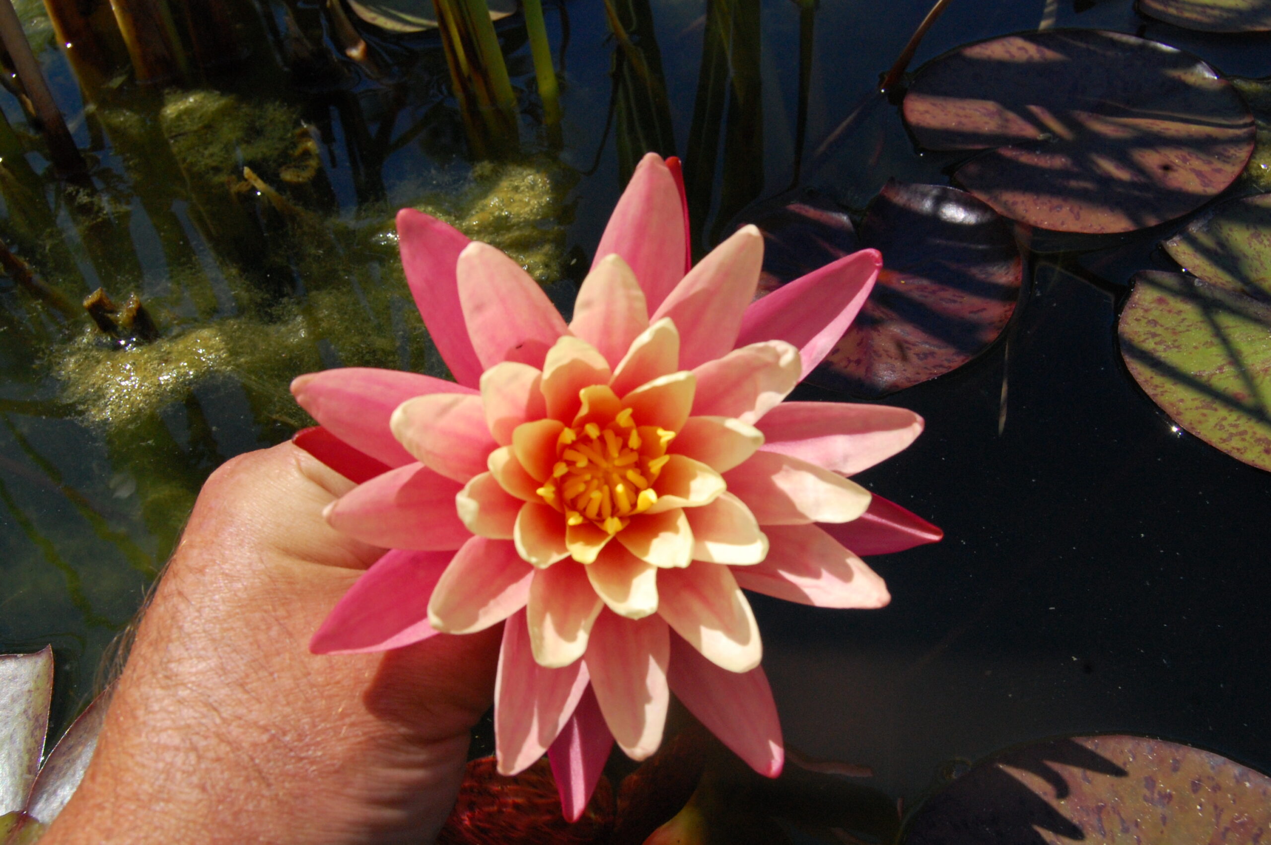 acheter nymphaea Gregg's Orange Beauty for sale buy on line (15)