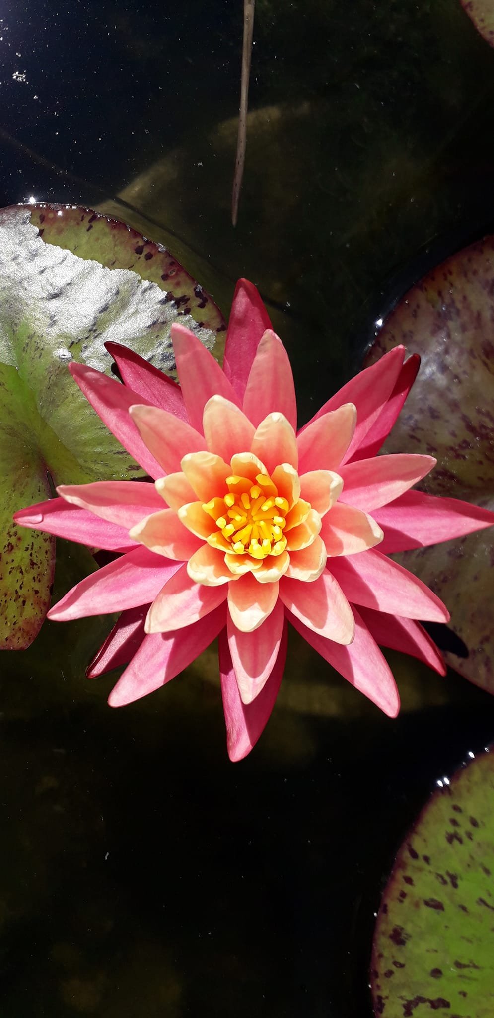 acheter nymphaea Gregg's Orange Beauty for sale buy on line (2)