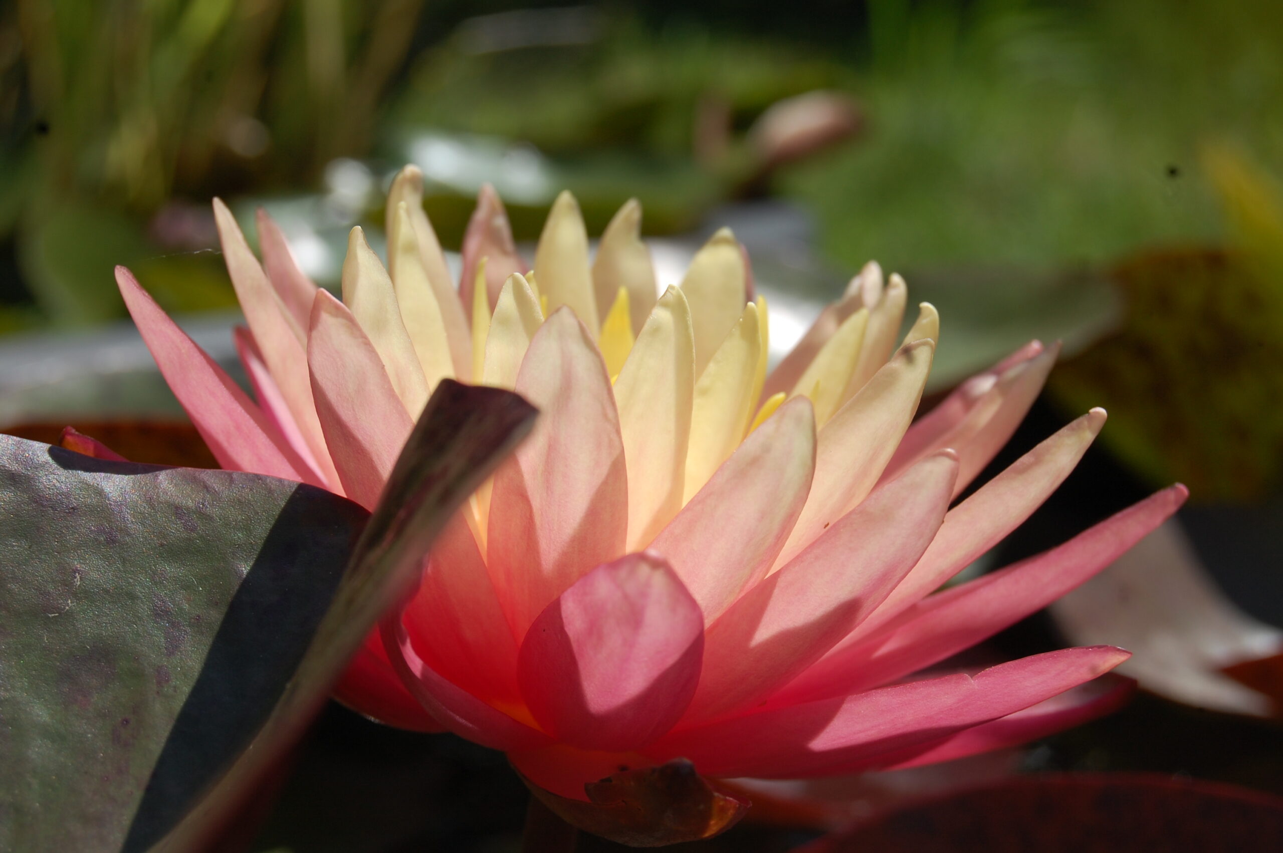 acheter nymphaea Gregg's Orange Beauty for sale buy on line (27)