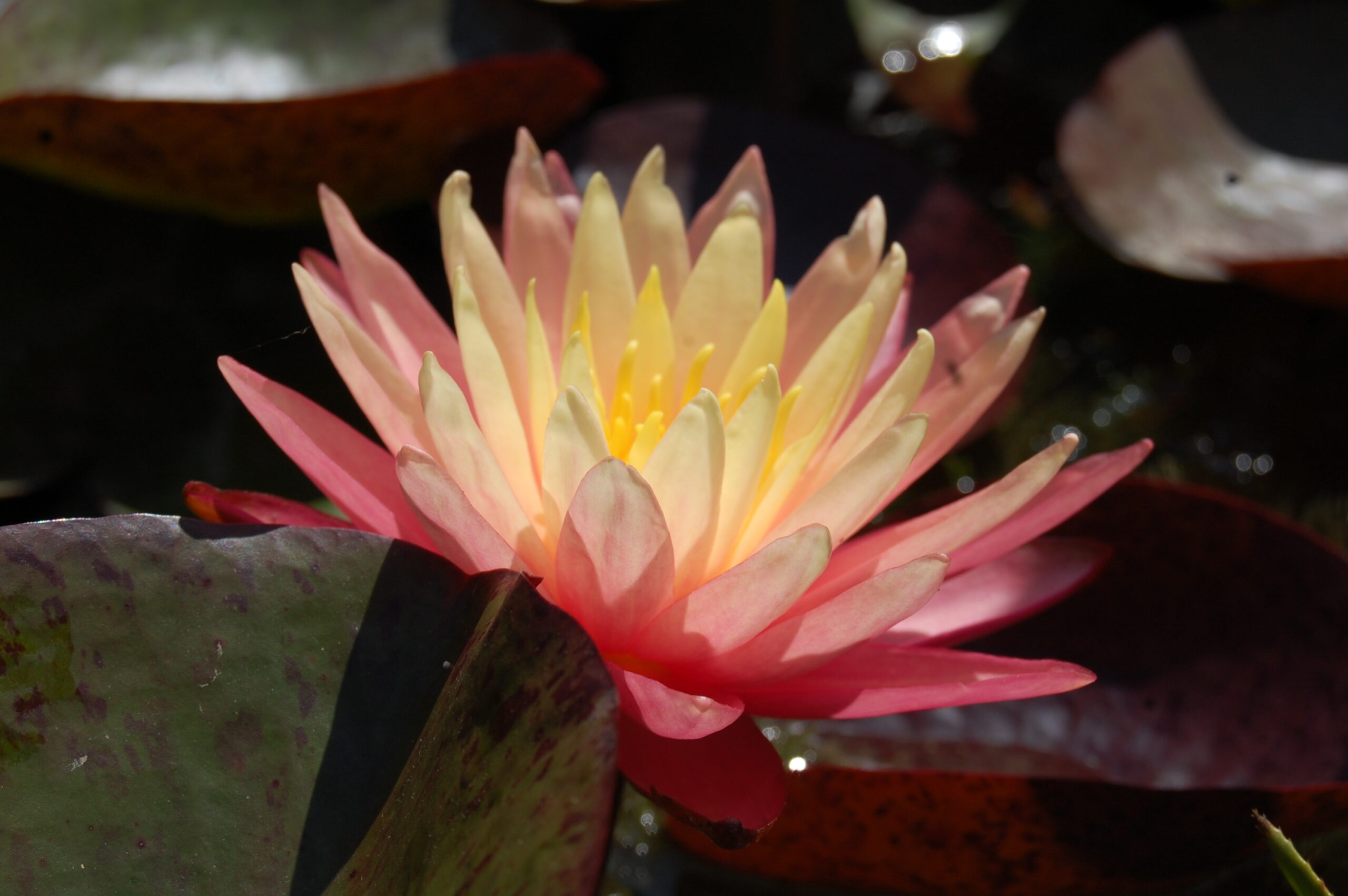 acheter nymphaea Gregg's Orange Beauty for sale buy on line (28)
